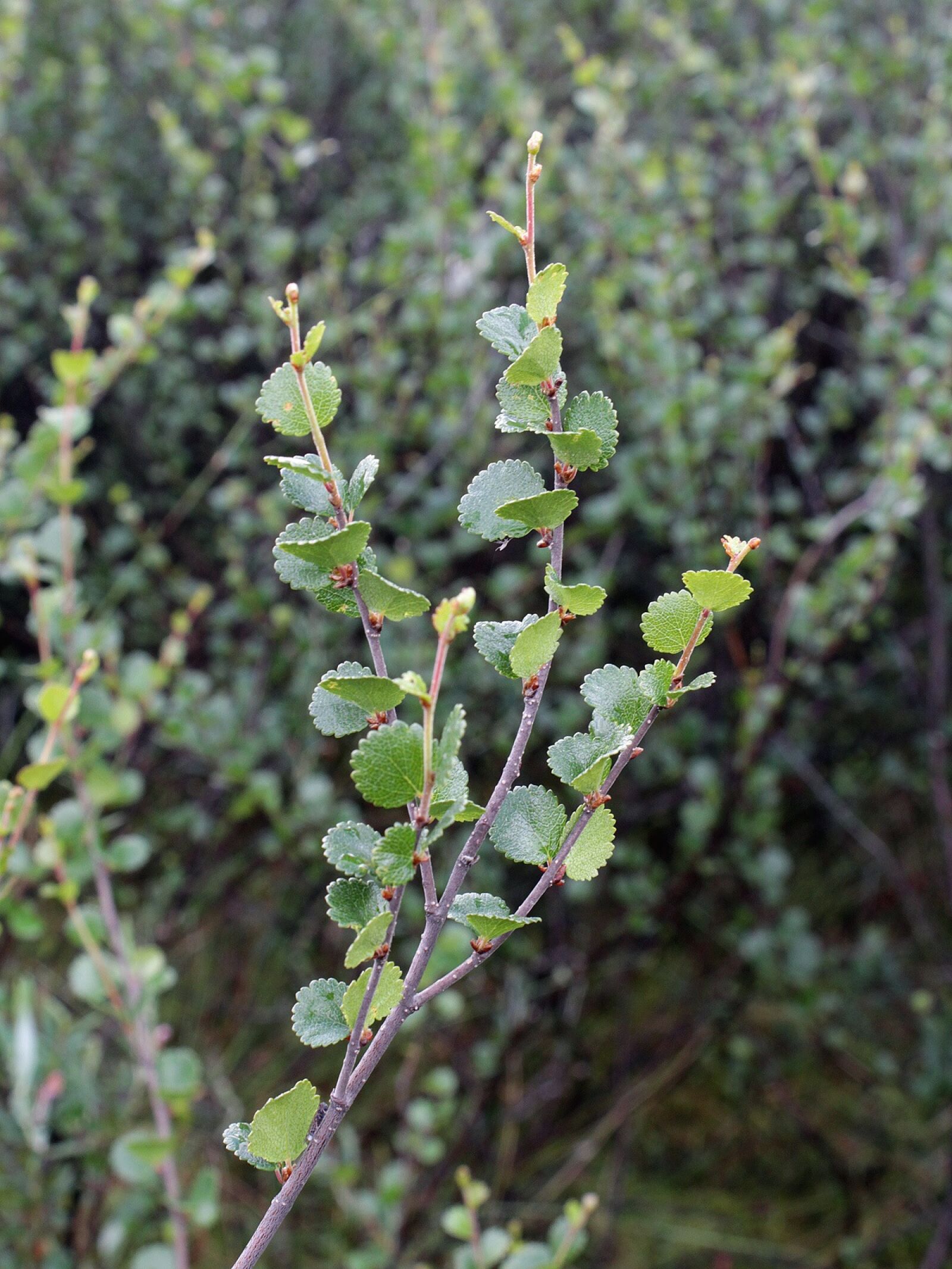 Canon EOS 650D (EOS Rebel T4i / EOS Kiss X6i) sample photo. Betula nana, dwarf birch photography