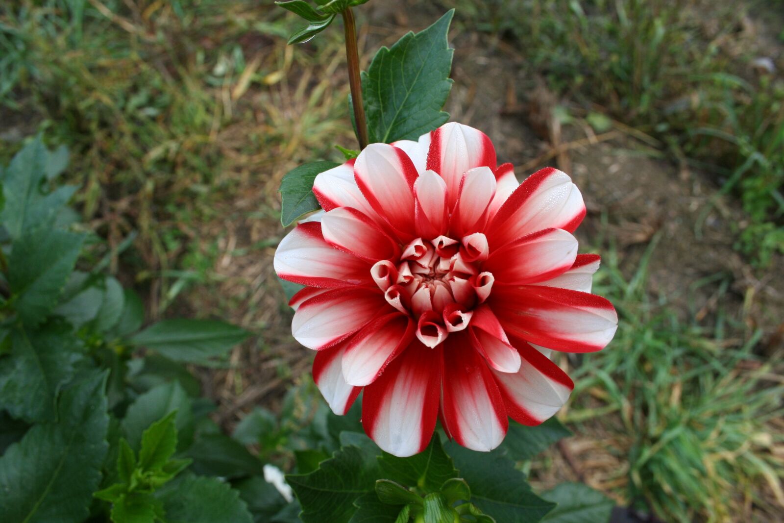 Canon EOS 350D (EOS Digital Rebel XT / EOS Kiss Digital N) sample photo. Flower, close, nature photography