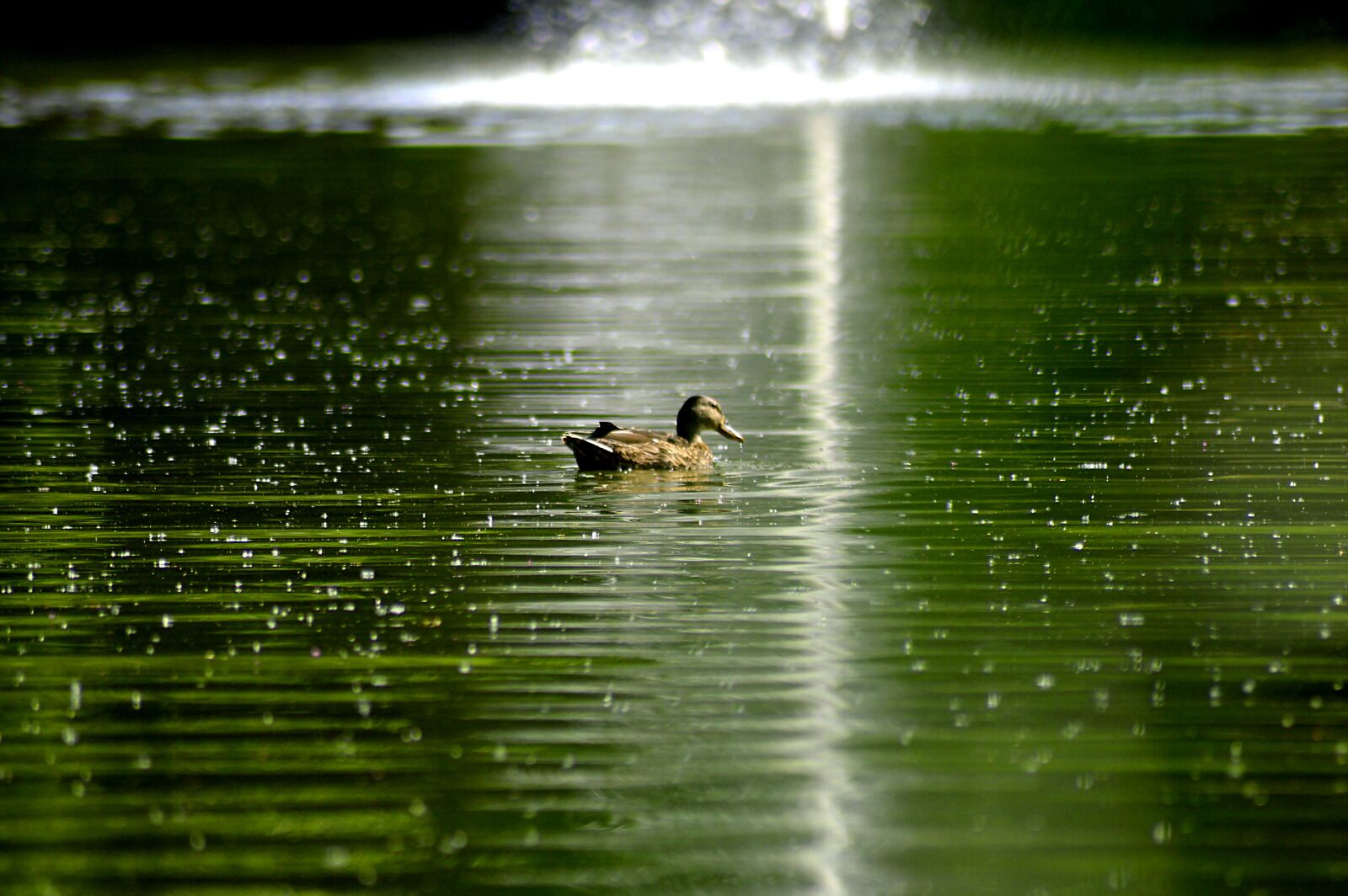 Nikon D3200 sample photo. Light reflection, radiation diffusely photography