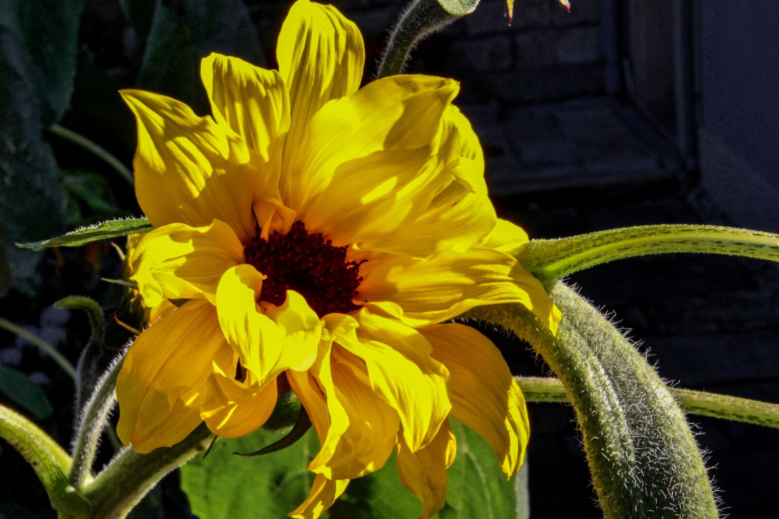 Canon 18-270mm sample photo. Sunflower, plant, sun photography