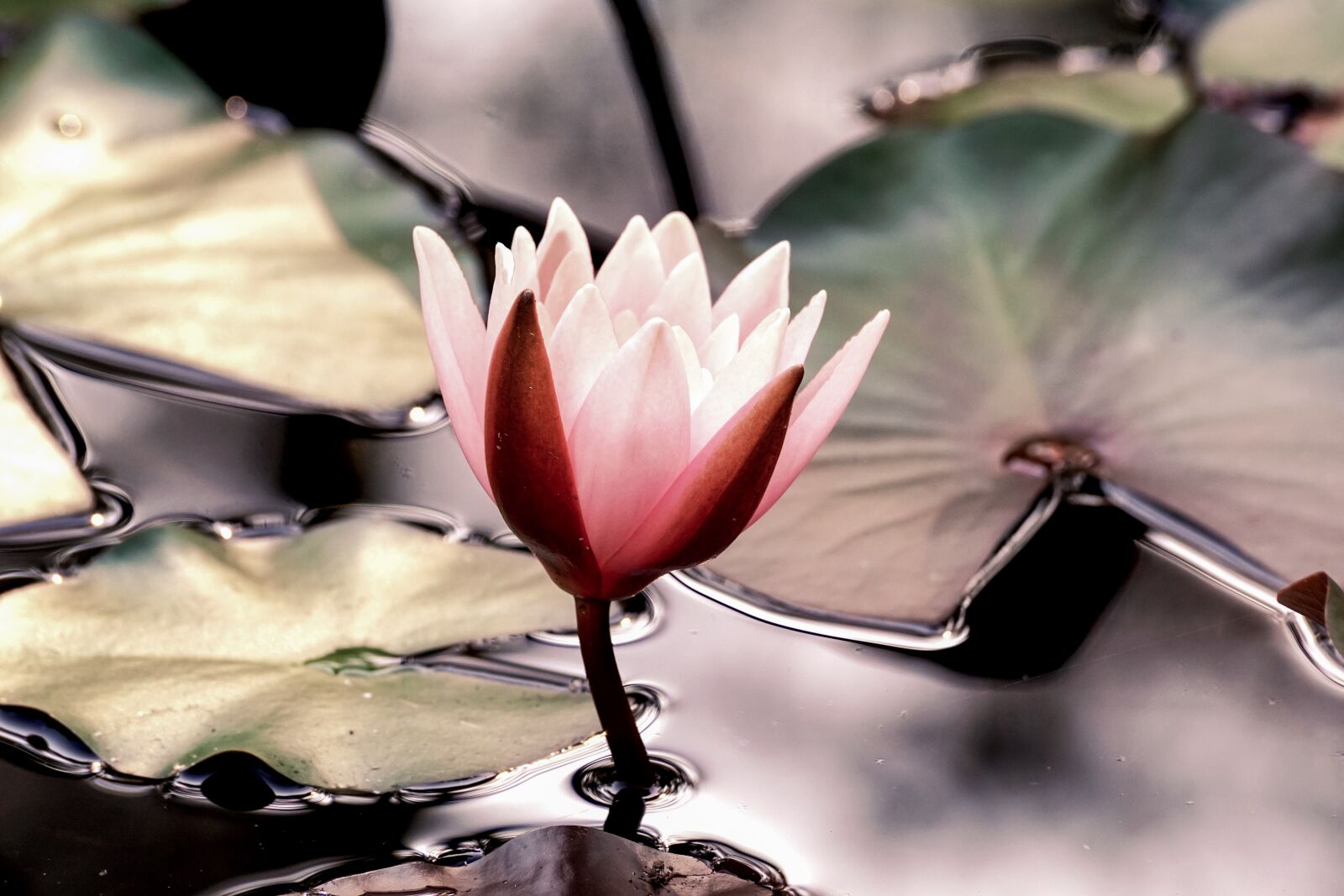Sony DT 55-300mm F4.5-5.6 SAM sample photo. Water lily, water, water photography