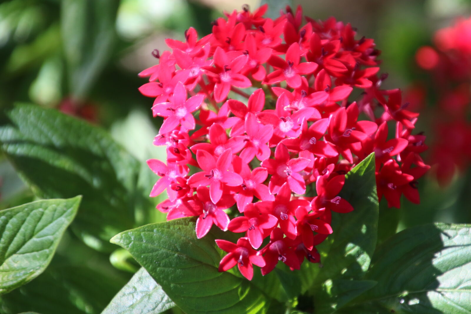 Canon EOS 7D Mark II sample photo. Flower, garden, grow, red photography