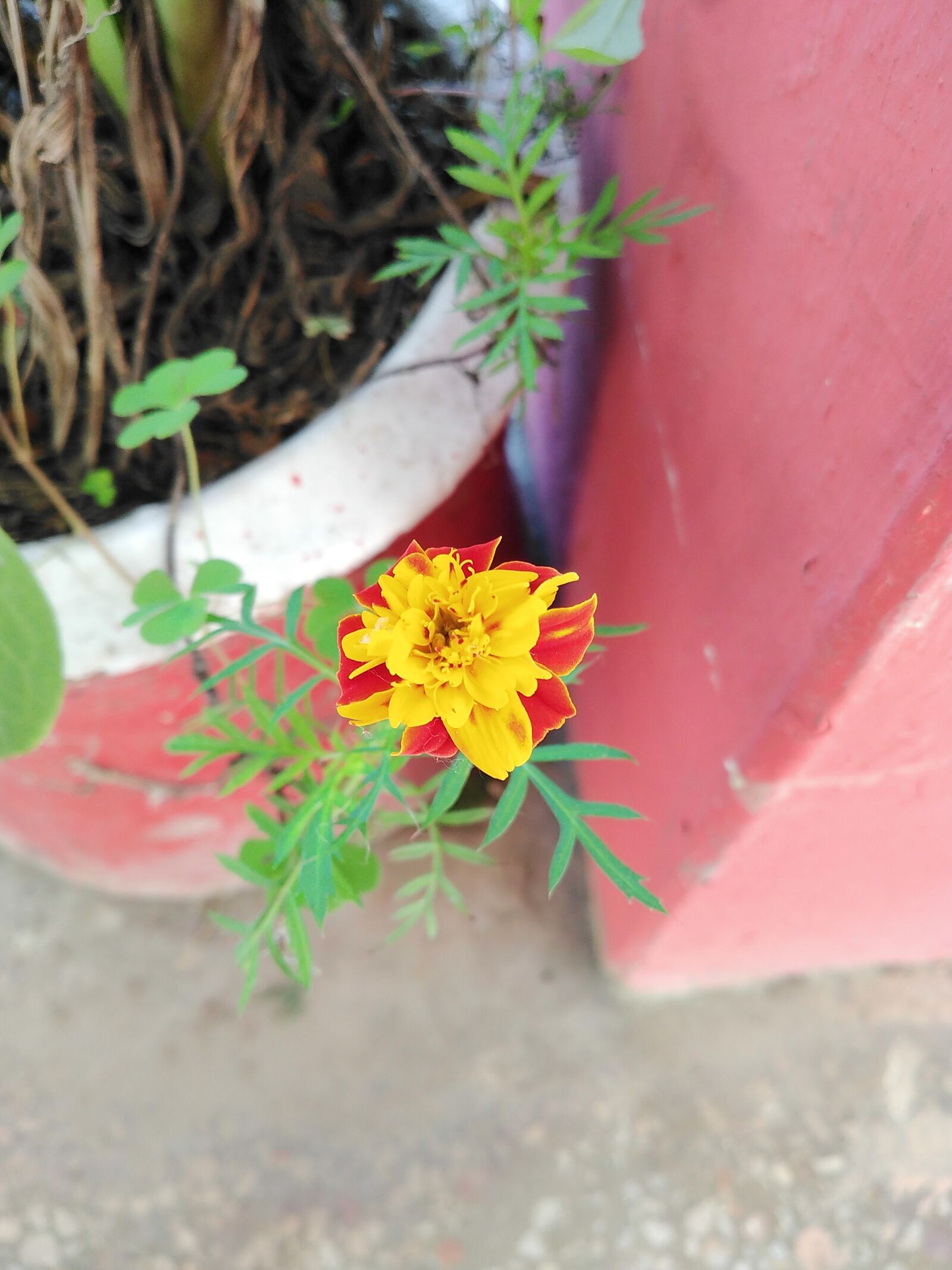 HUAWEI DUB-LX1 sample photo. Flower, yellow flower, yellow photography