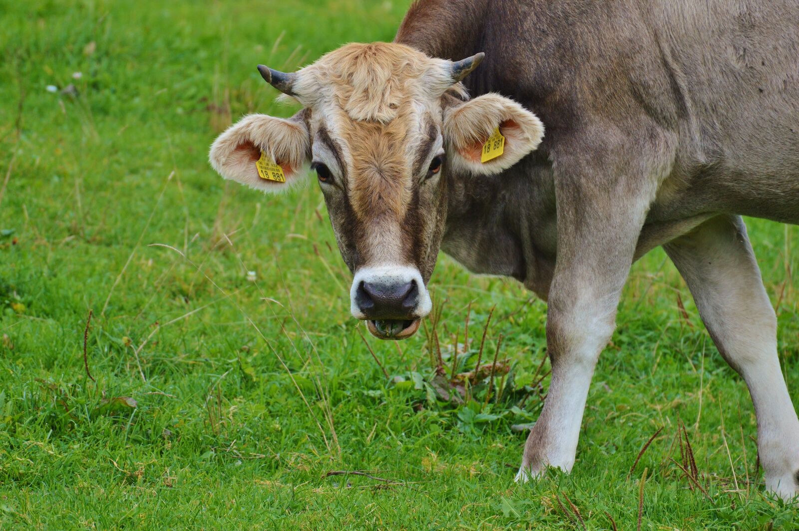 Nikon D3200 sample photo. Cow, allgäu, cows photography