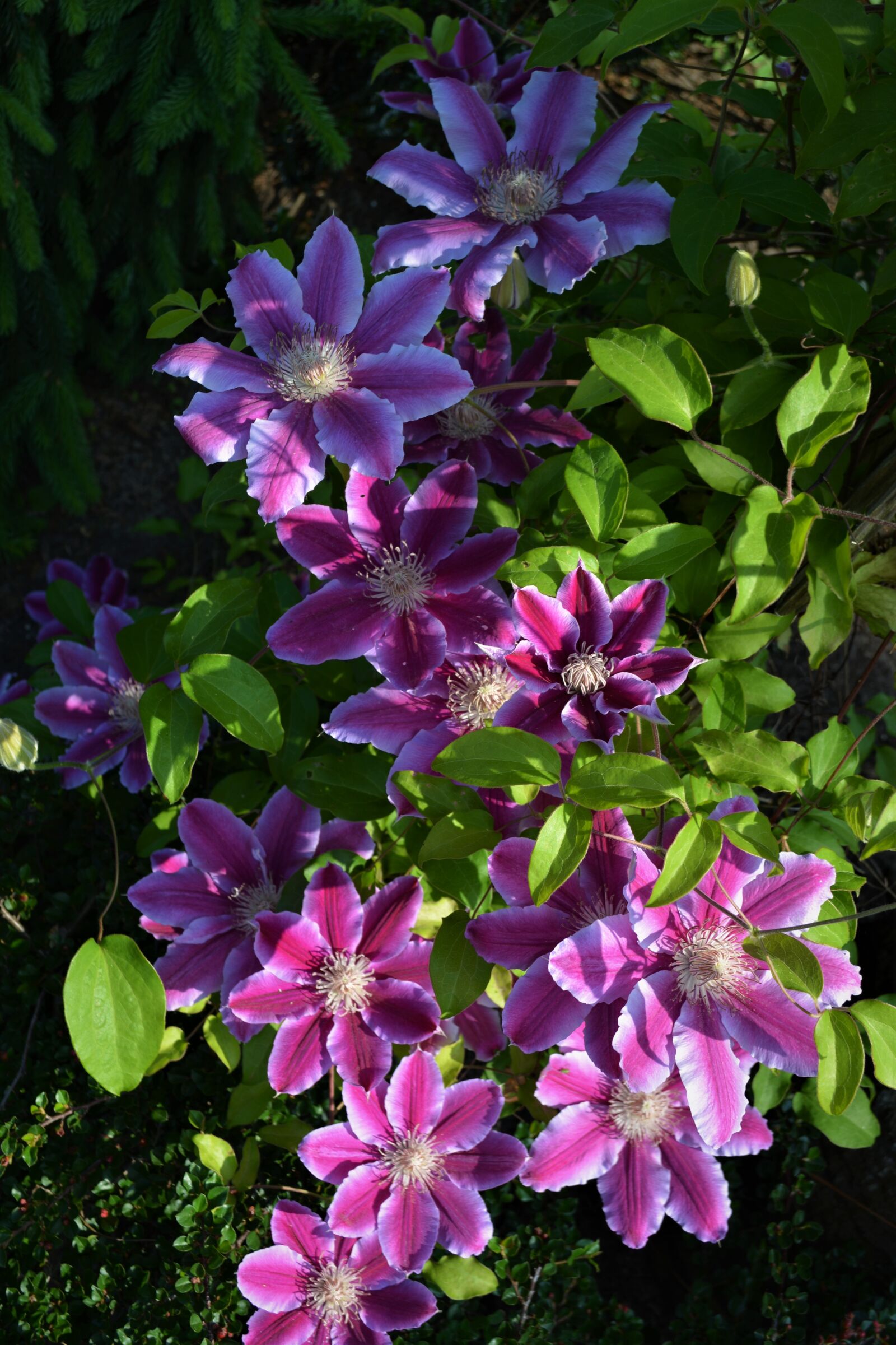 Nikon D5200 sample photo. Clematis, flowers, purple photography