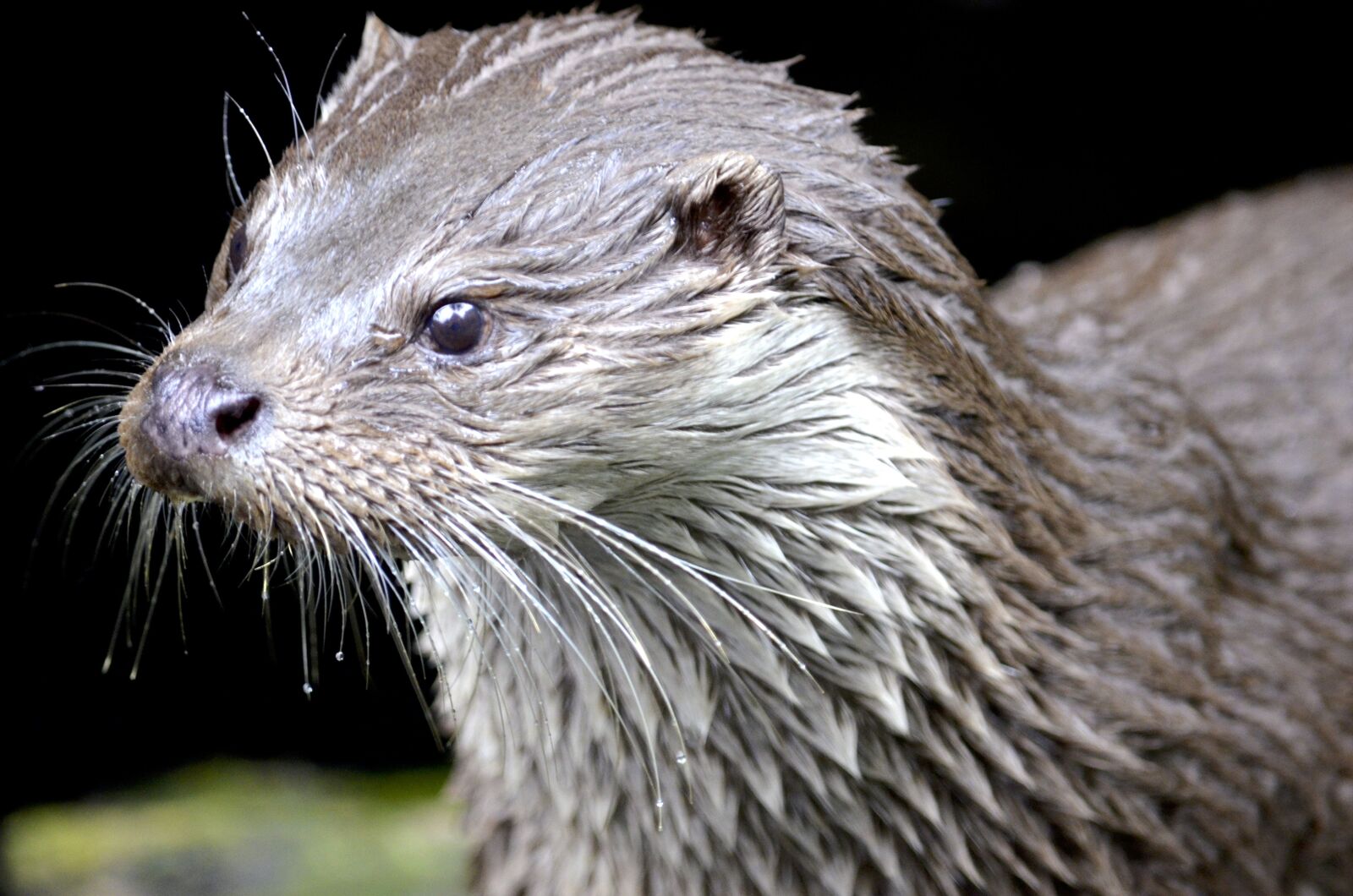Nikon D5100 sample photo. Otter, marten, water photography
