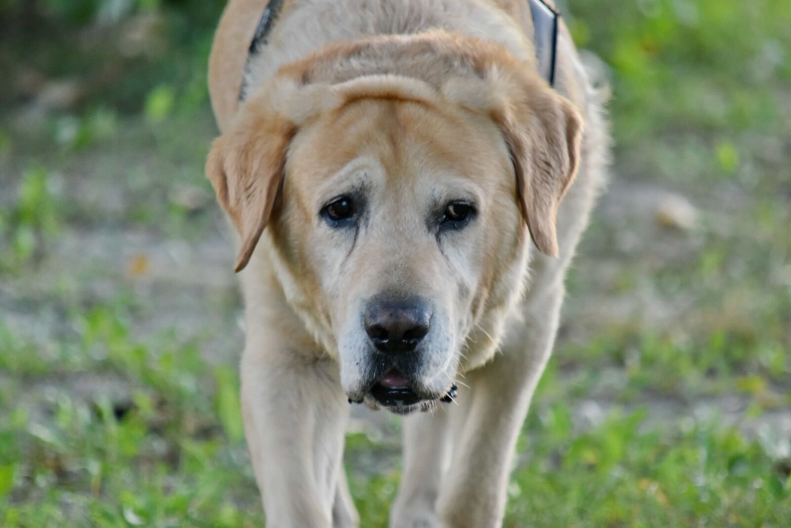 Nikon D5500 sample photo. Dog, head, labrador, portrait photography