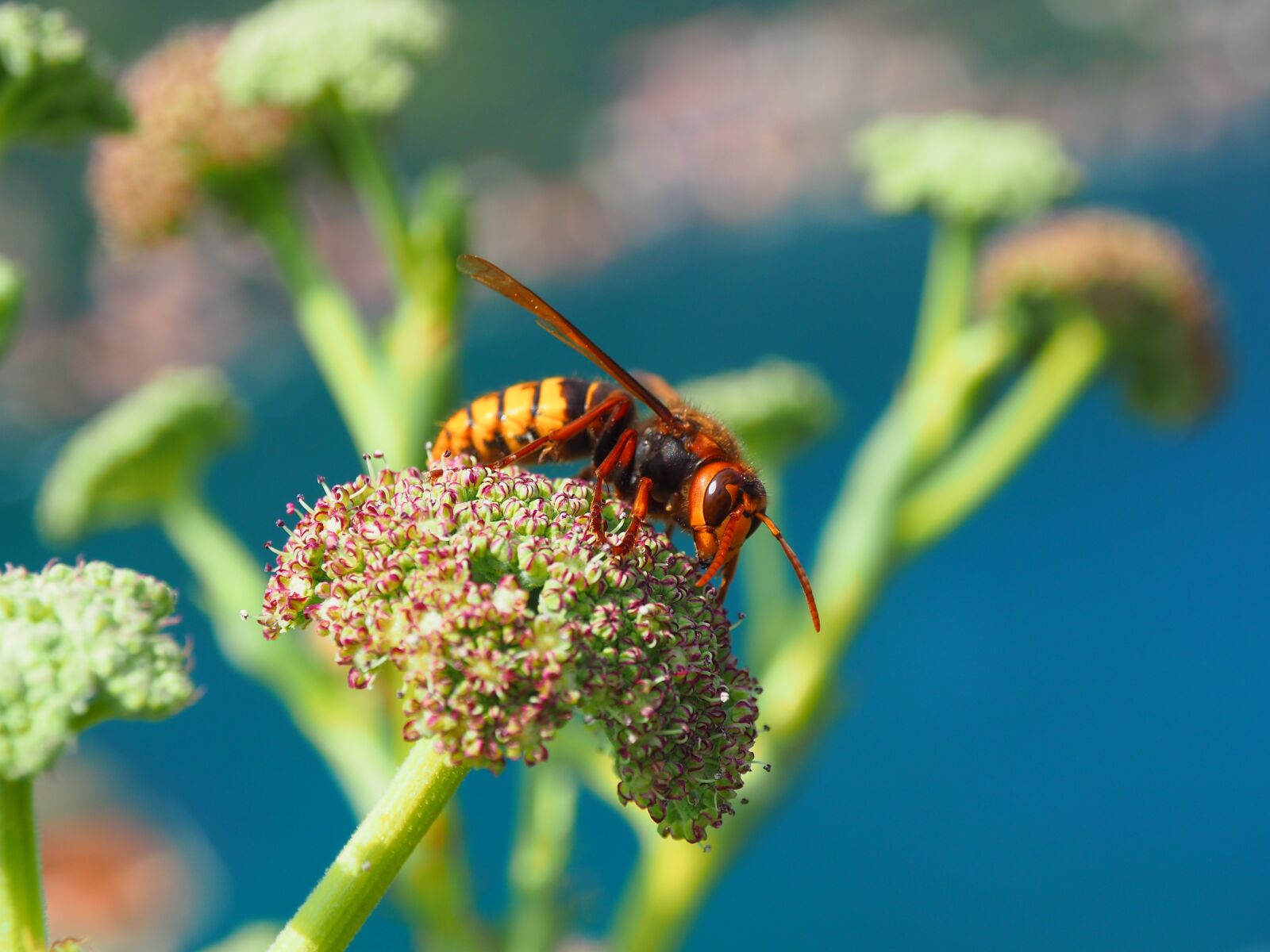 Olympus OM-D E-M5 II + OLYMPUS M.12-50mm F3.5-6.3 sample photo. Nature, insect, plant photography