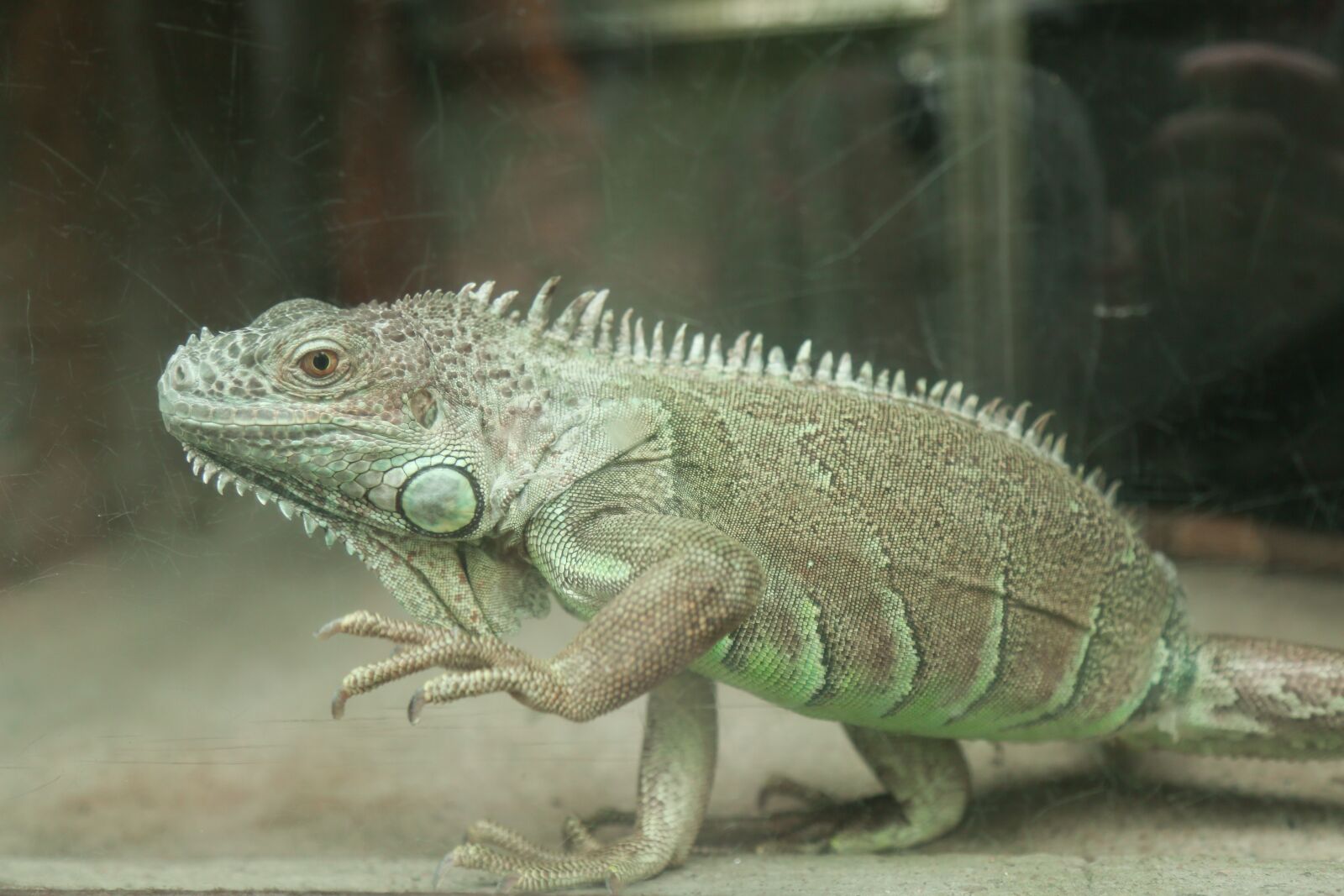 Canon EF 24-105mm F4L IS USM sample photo. Animal, zoo, dangerous photography