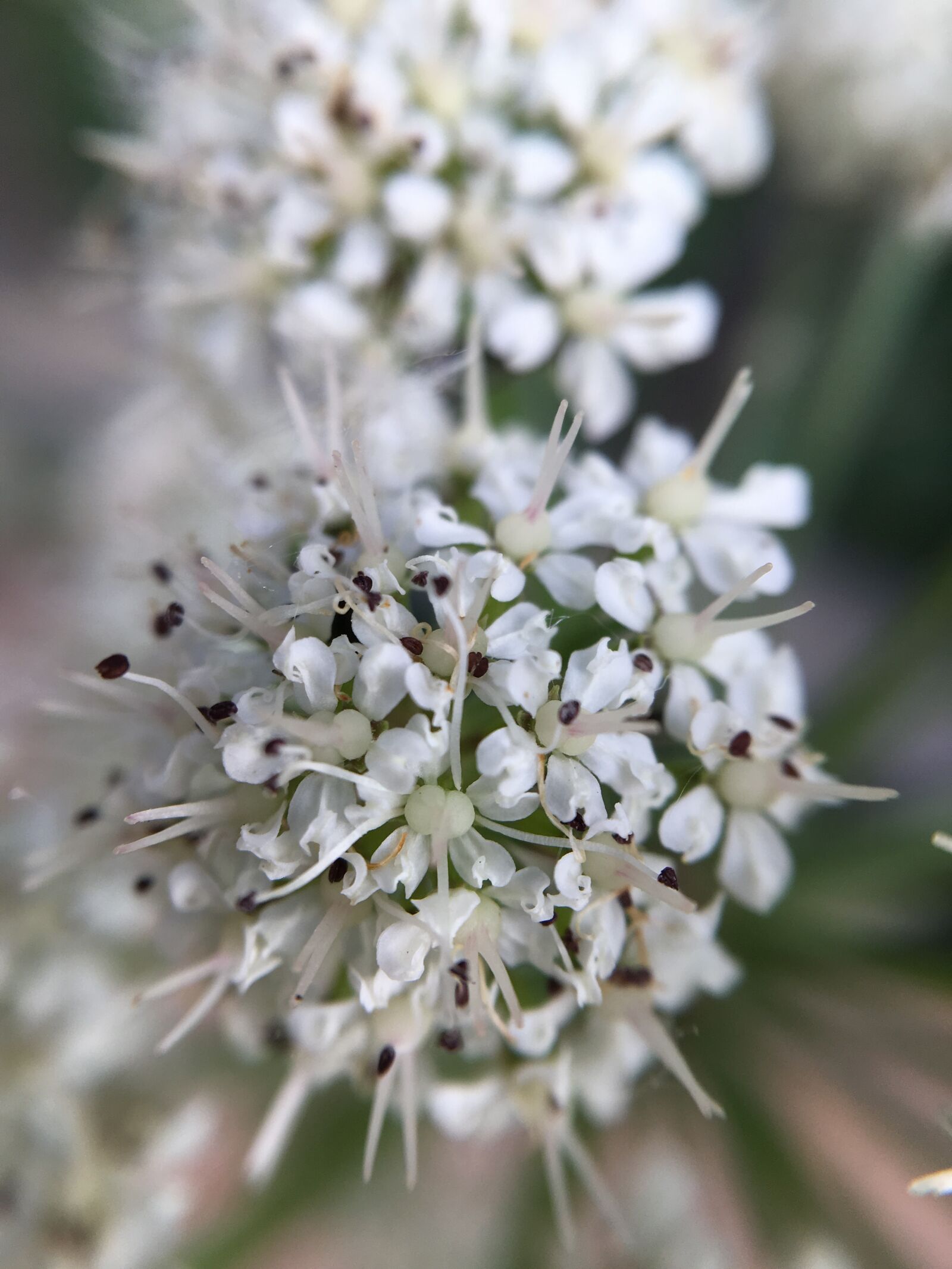 iPhone 6s Plus back camera 4.15mm f/2.2 sample photo. Flower, spring, flowers photography