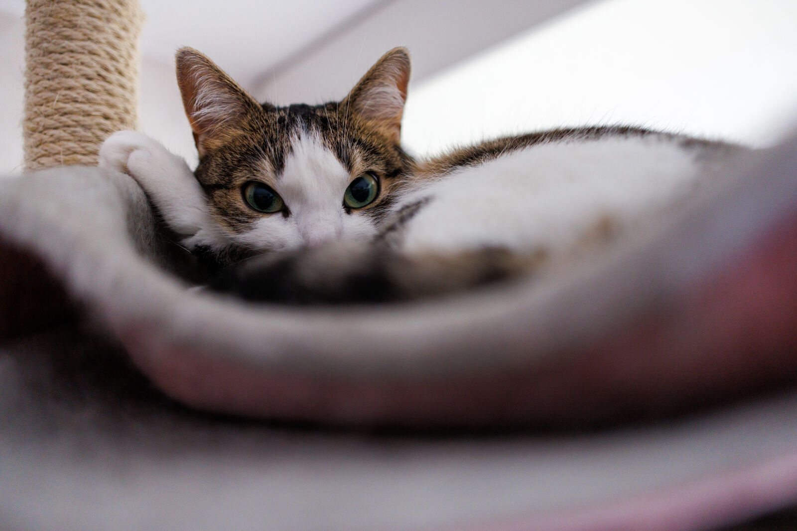Canon RF 24mm F1.8 Macro IS STM sample photo. Curious cat alone photography