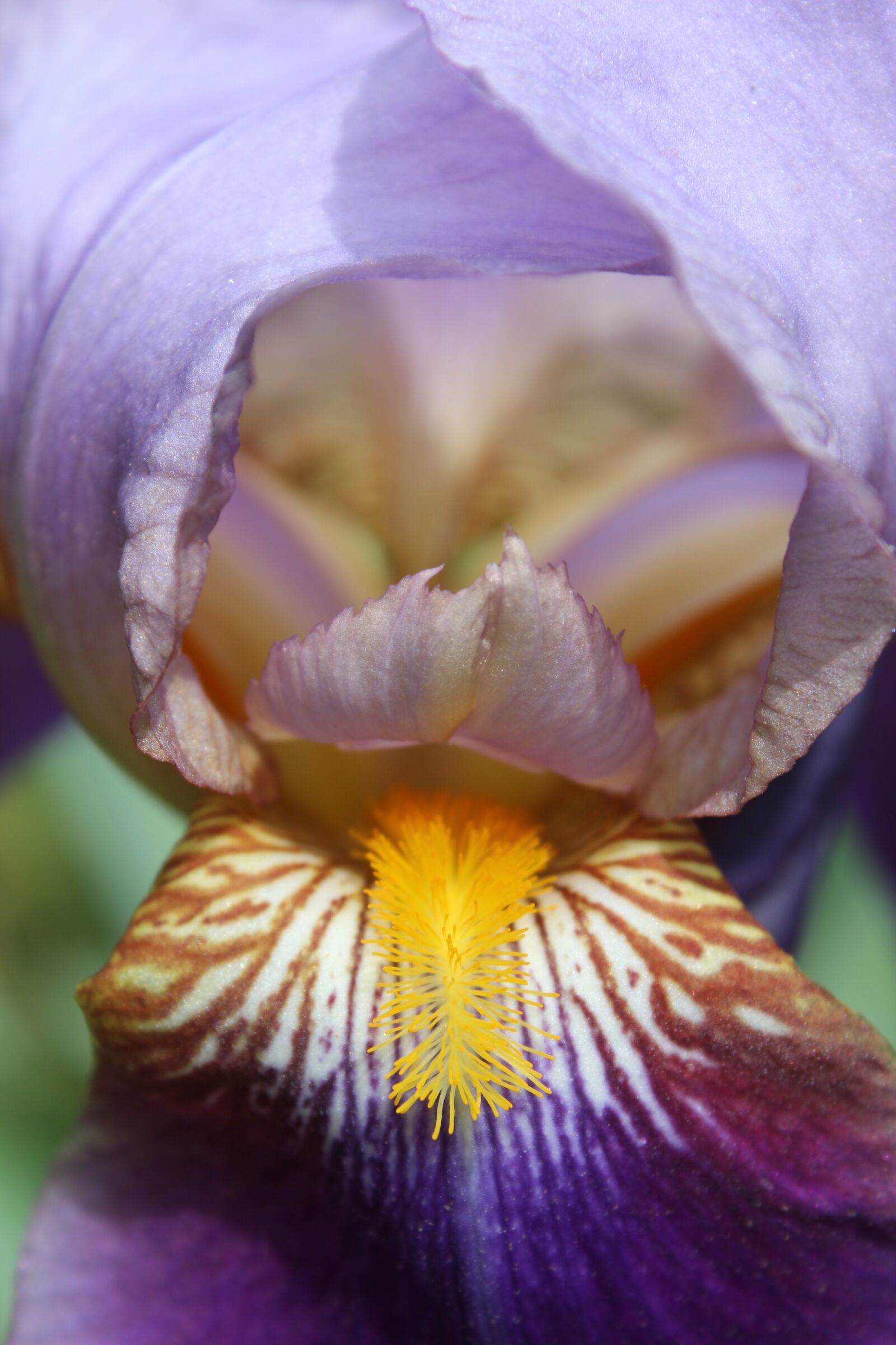 Canon EOS 600D (Rebel EOS T3i / EOS Kiss X5) sample photo. Flower, iris, closeup photography