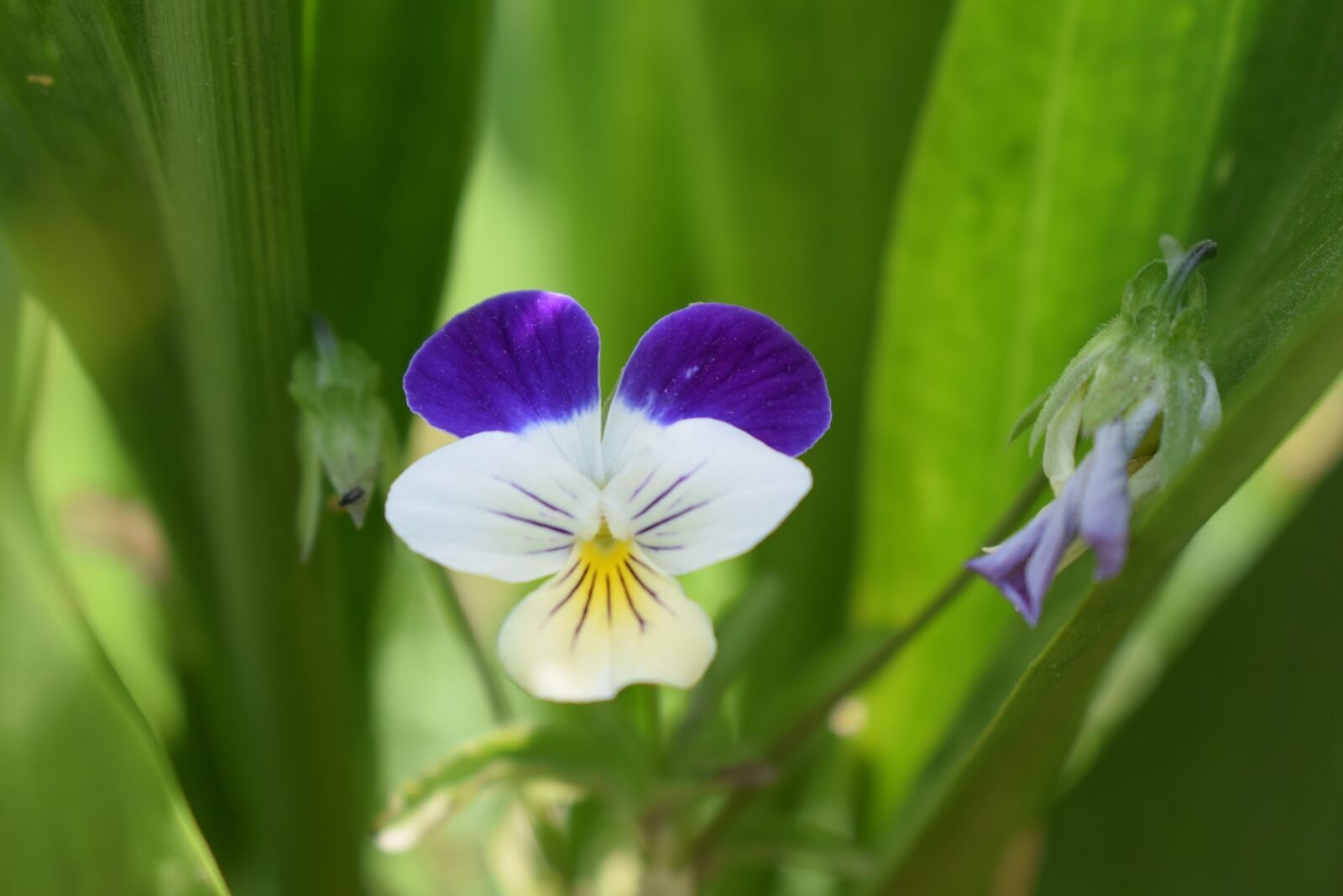 Nikon D5300 sample photo. Violet, summer, flower photography
