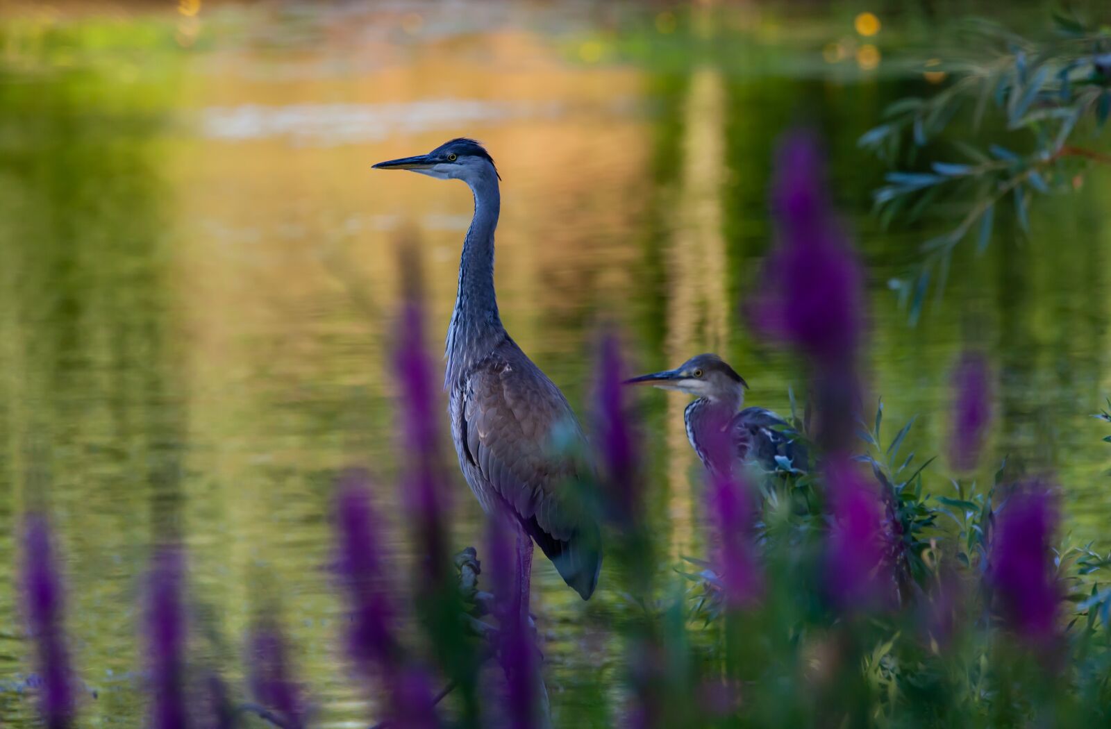 150-600mm F5-6.3 DG OS HSM | Contemporary 015 sample photo. Waiting, blue heron, heron photography