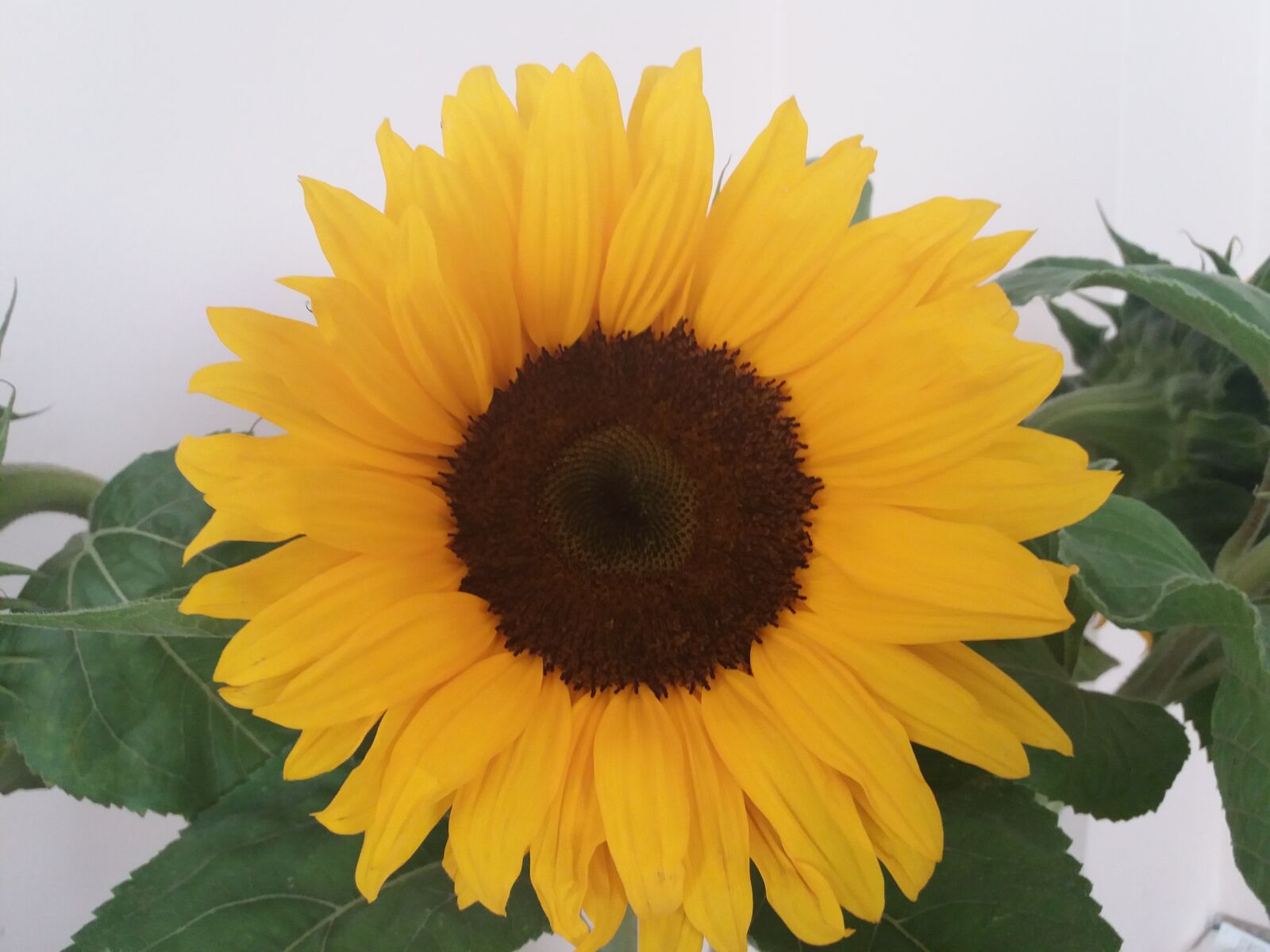 Samsung Galaxy J5(2016) sample photo. Flower, summer, sunflower photography