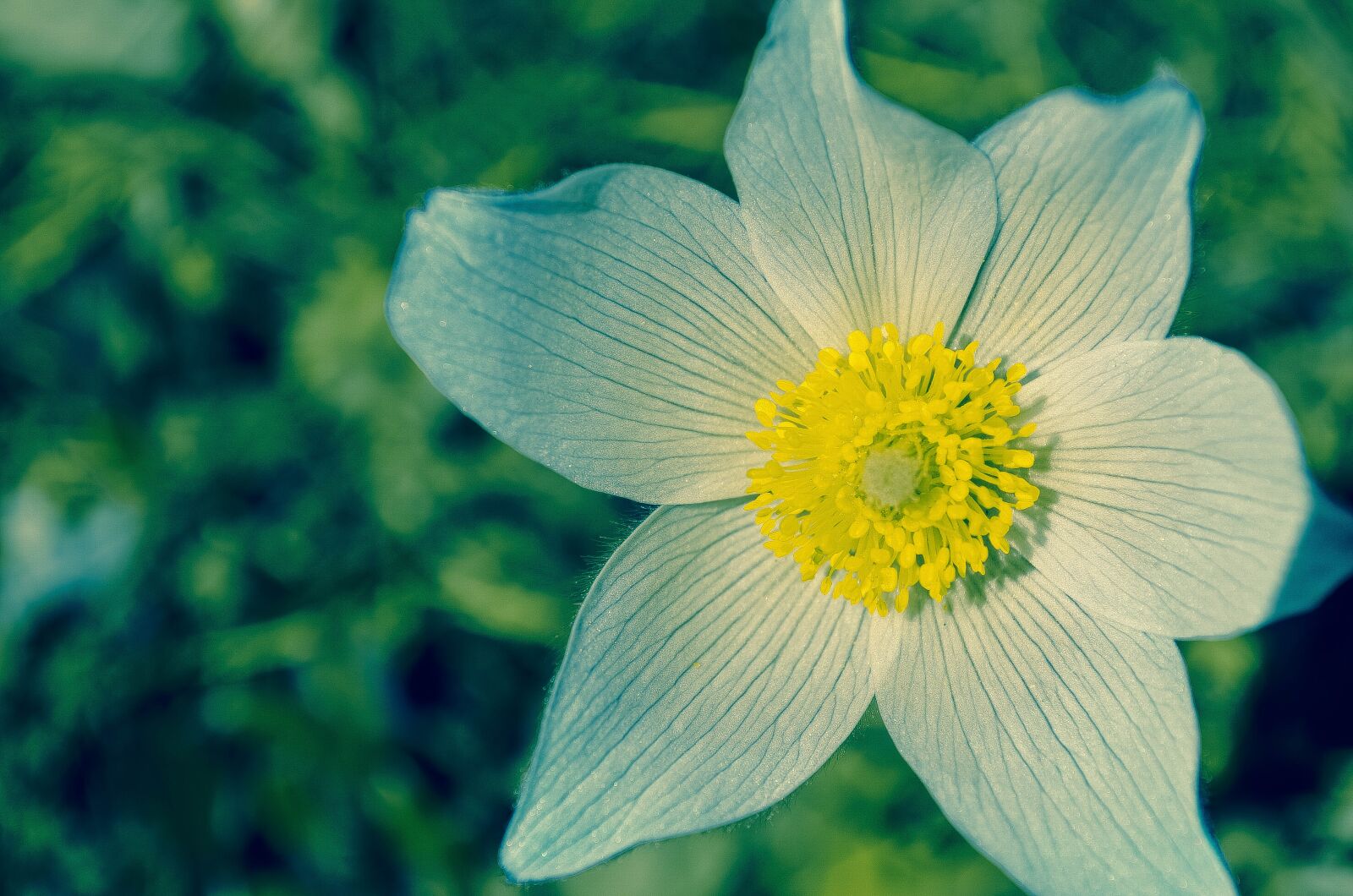 Nikon D5100 sample photo. Bloom, blossom, close-up photography