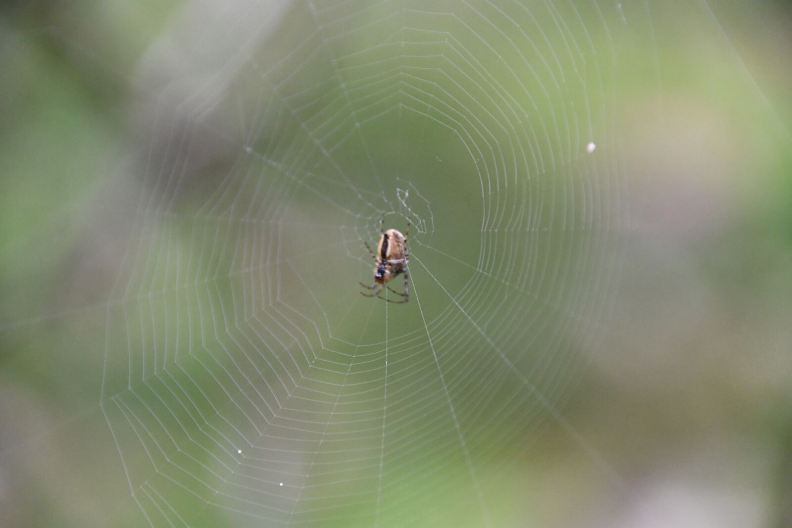 Nikon D7500 sample photo. Spider, nature, cobweb photography