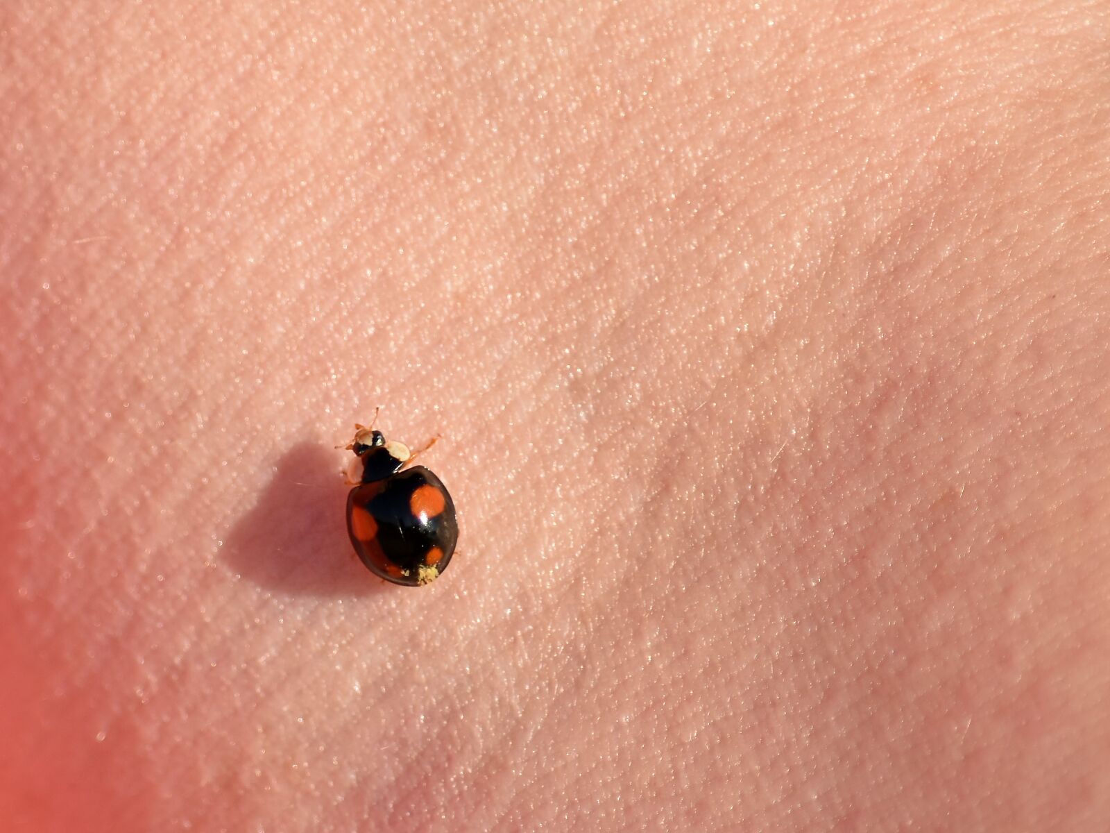 Nikon D5500 sample photo. Macro, skin, insect, ladybug photography