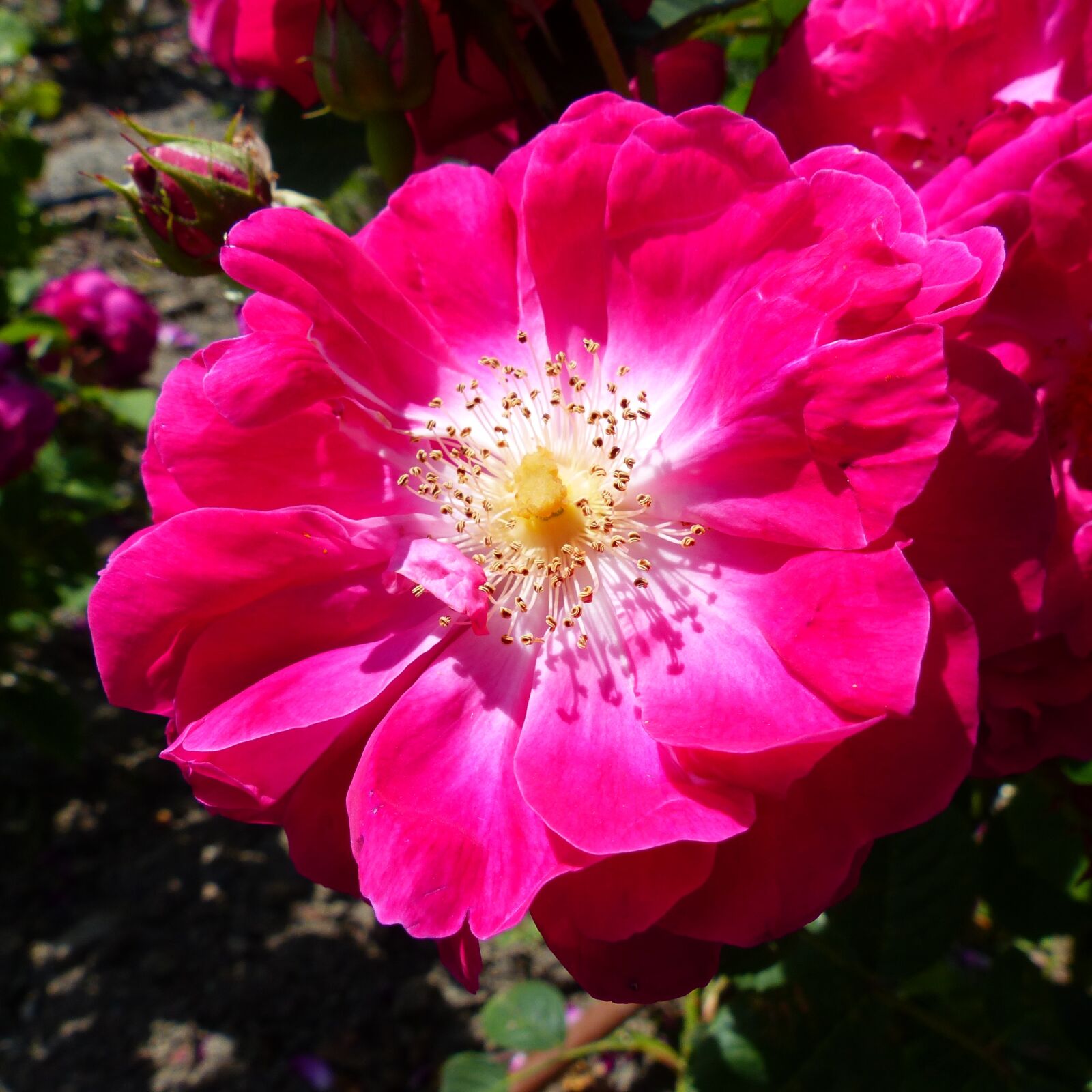 Panasonic Lumix DMC-FZ200 sample photo. Flowers, nature, garden photography