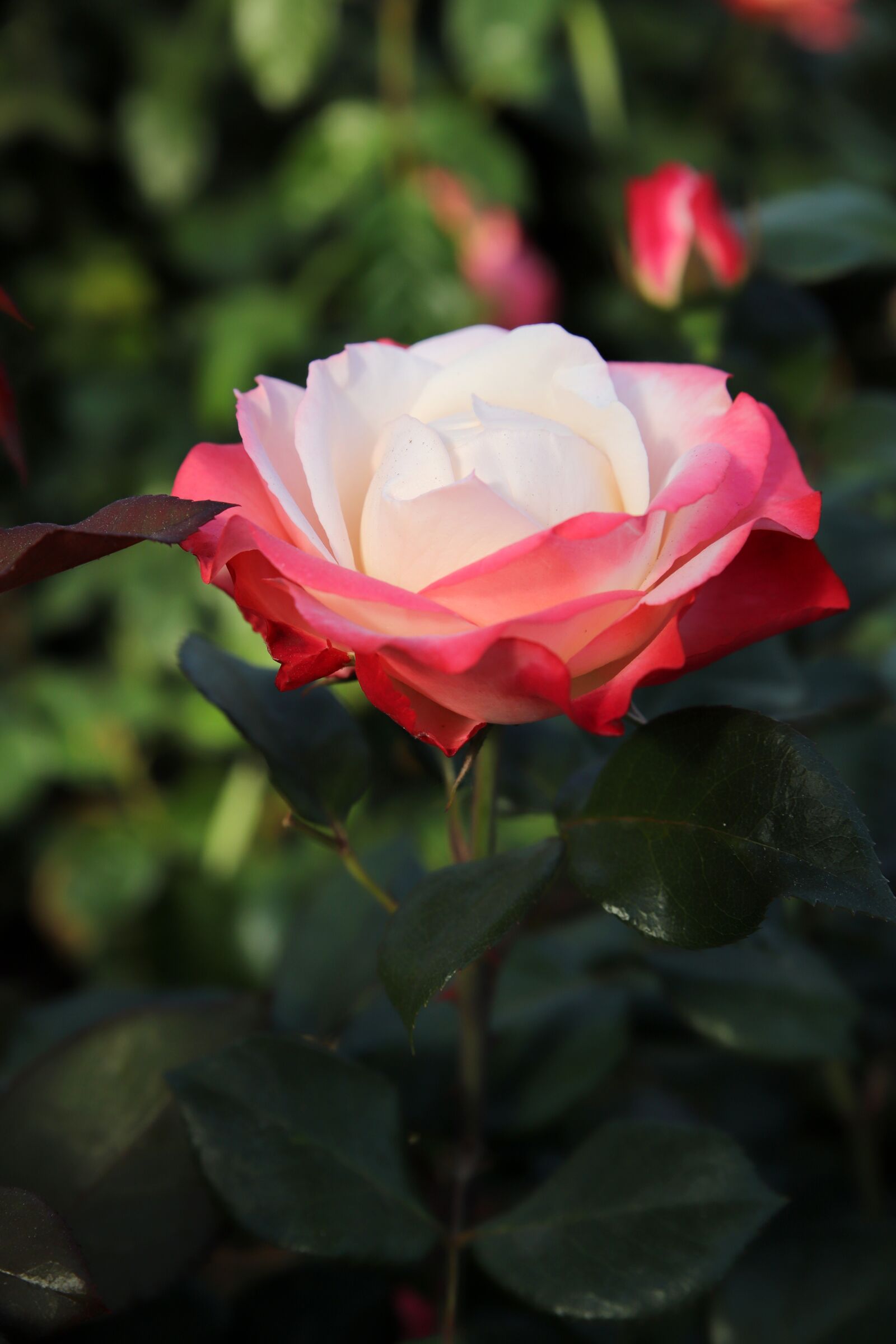 Canon EOS 6D Mark II sample photo. Rose, petal, flowers photography