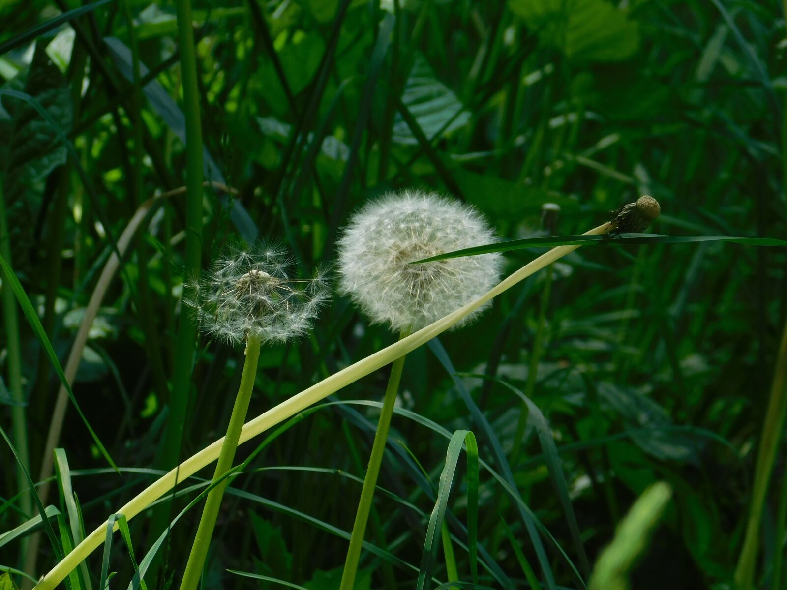 Nikon Coolpix B500 sample photo. Dandelion, nature, blossom photography