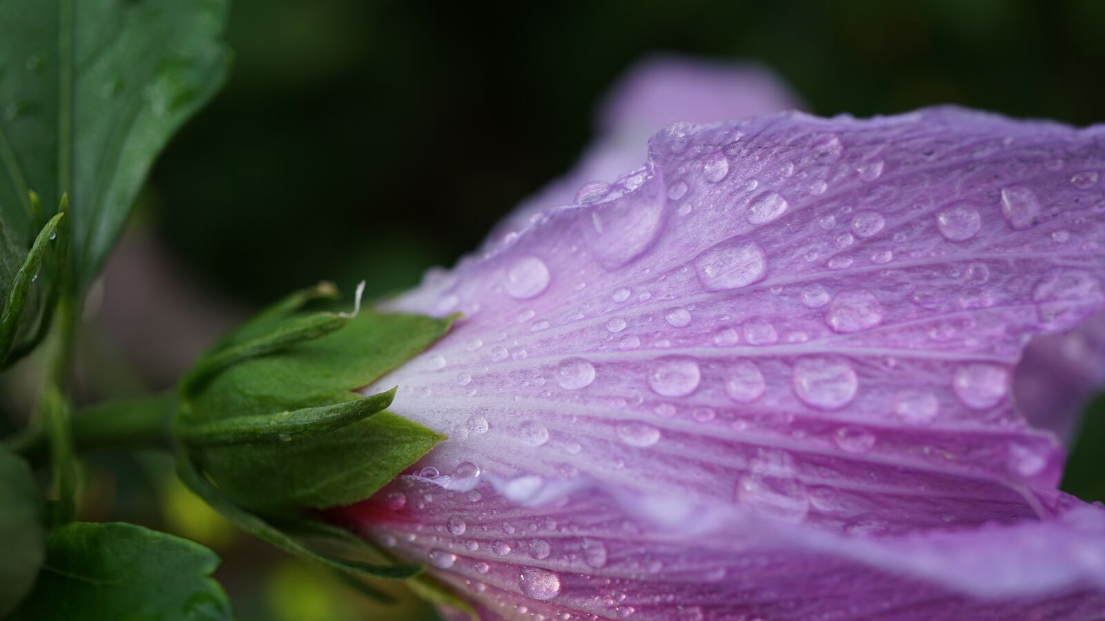 Sony E 30mm F3.5 Macro sample photo. Hibiscus, blossom, bloom photography