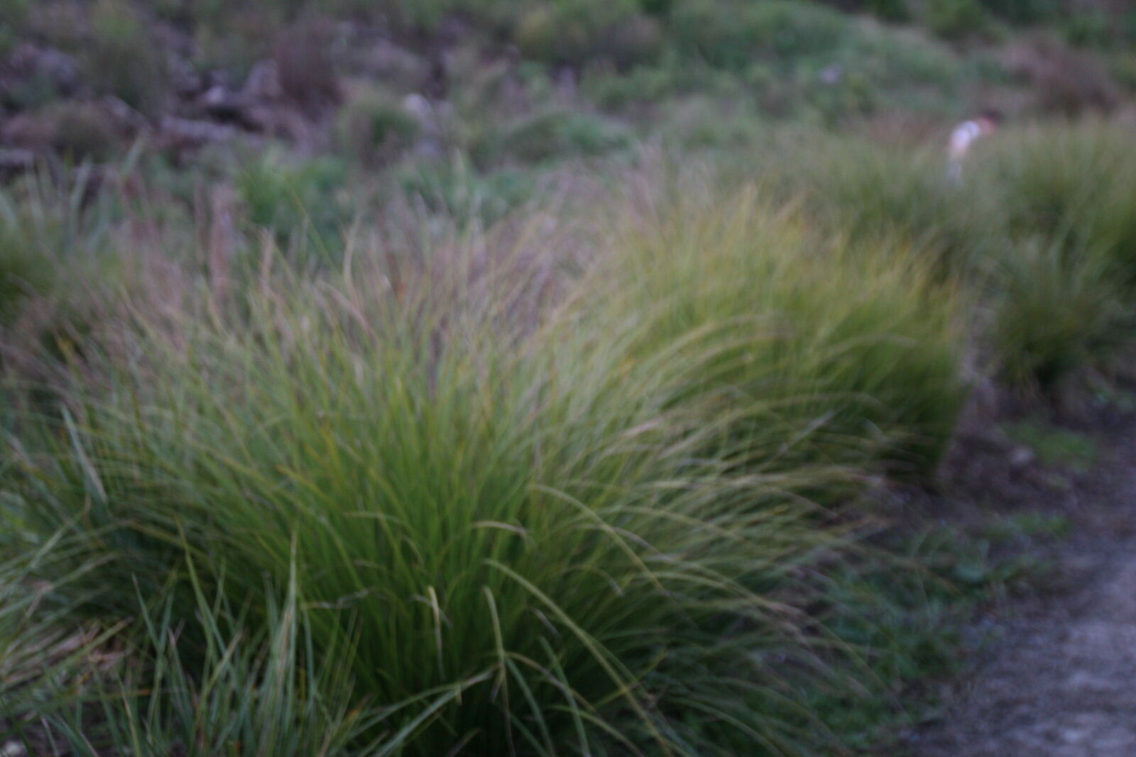 Canon EOS 20D sample photo. Evergreen, flax, flax, bushes photography