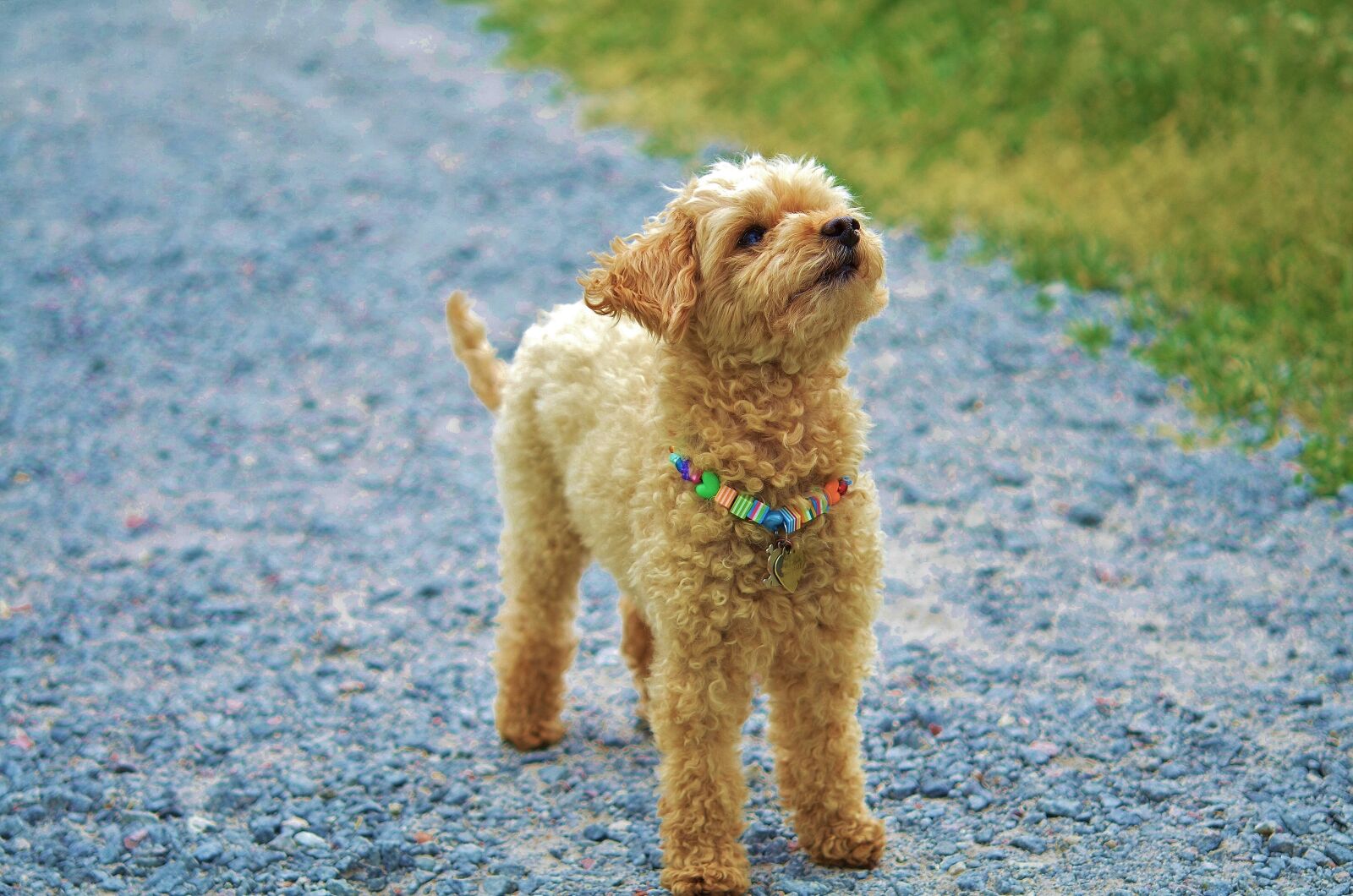 Nikon D7000 sample photo. Dog, animal, pet photography