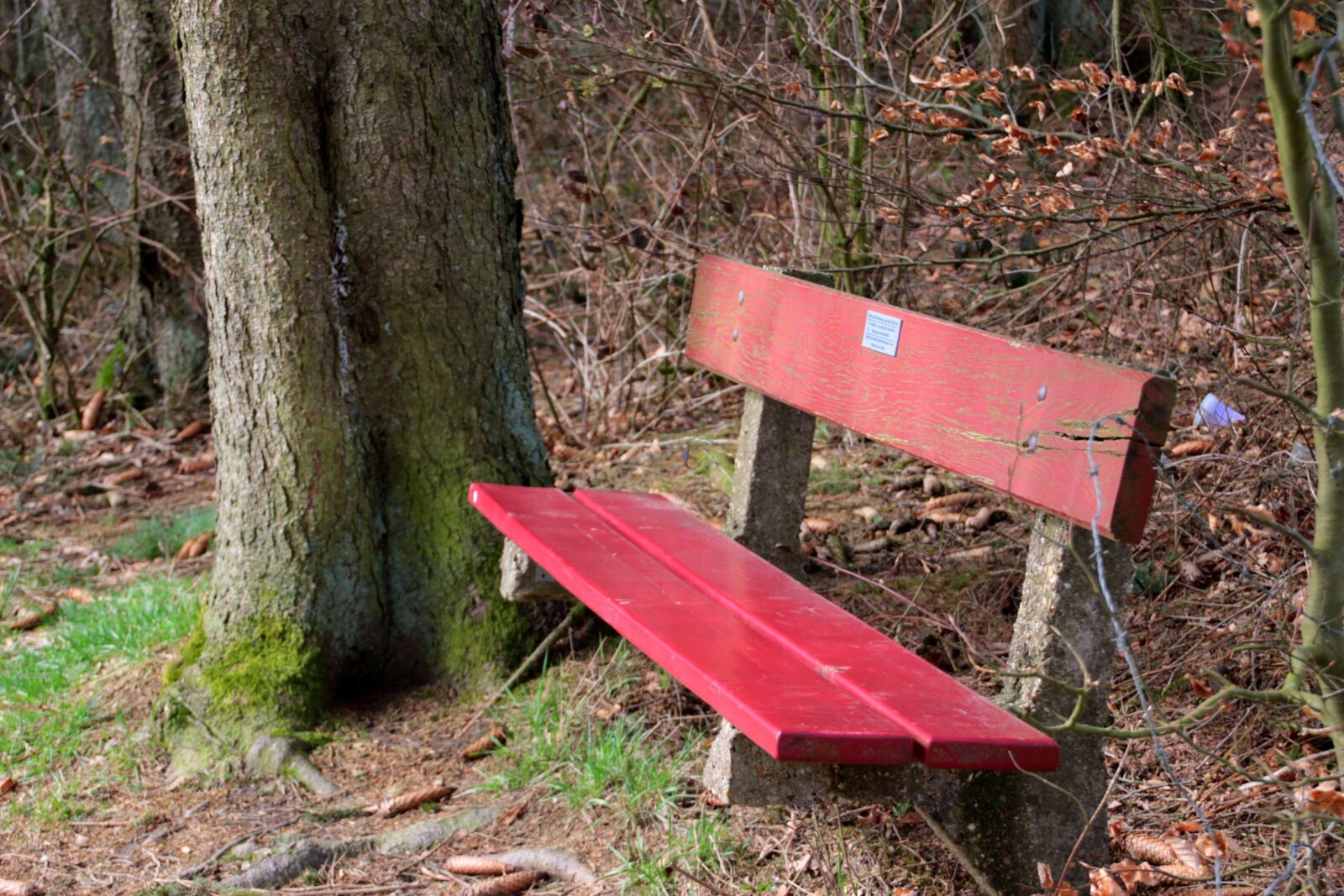 Canon EOS 650D (EOS Rebel T4i / EOS Kiss X6i) sample photo. Bank, tree, rest photography