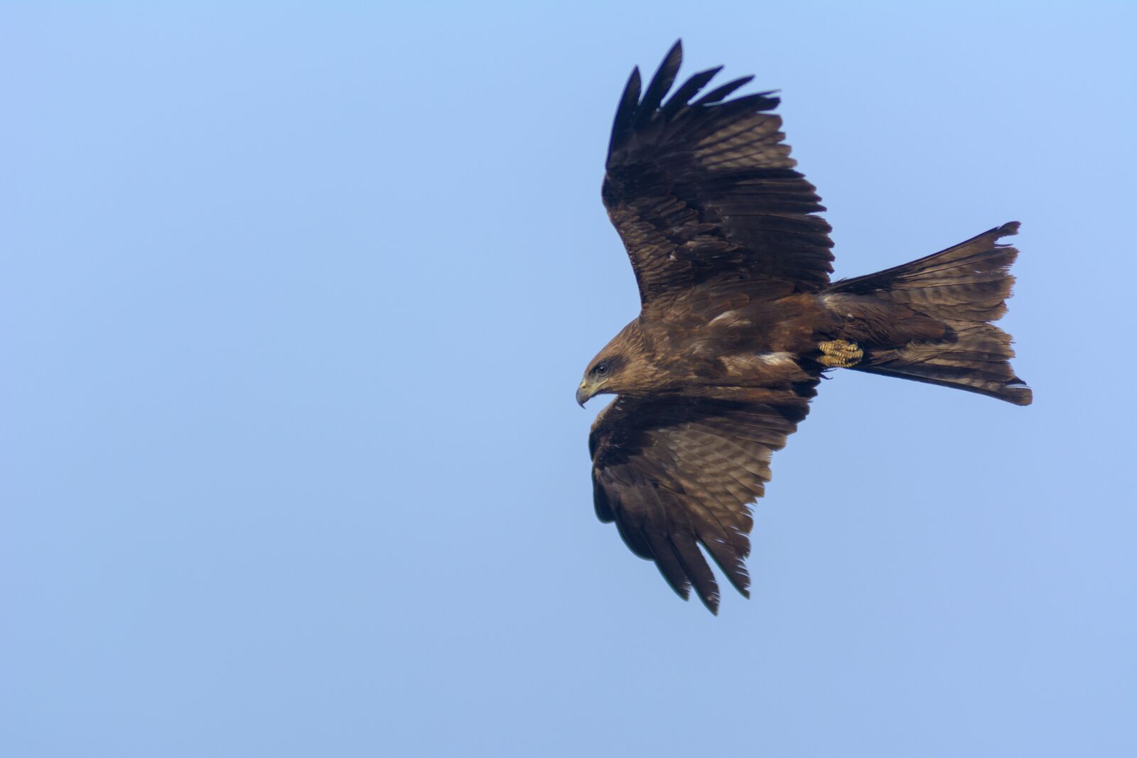 Nikon D7100 sample photo. Wildlife, bird, nature photography
