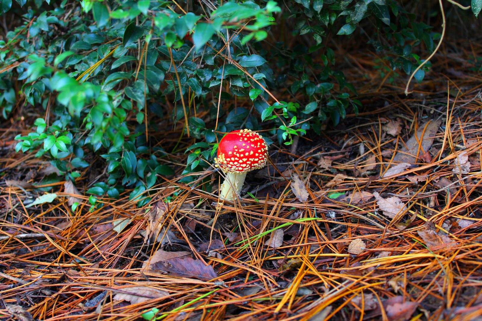 Canon EOS 1200D (EOS Rebel T5 / EOS Kiss X70 / EOS Hi) sample photo. Mushroom, red, nature photography