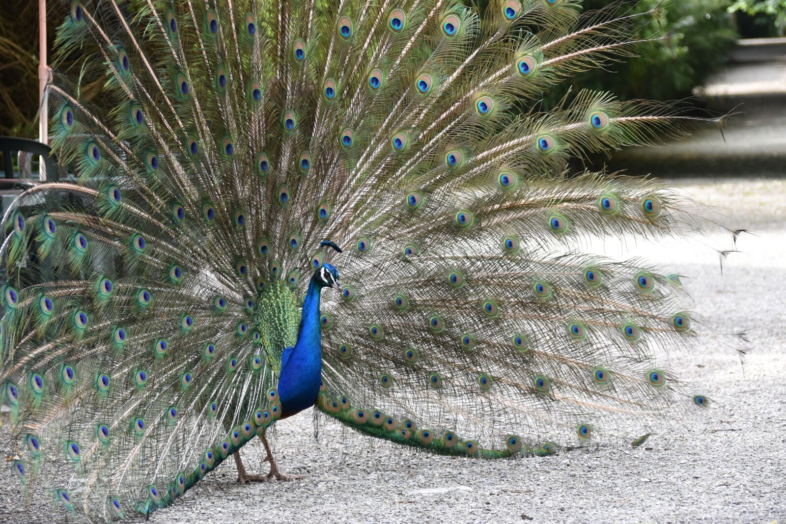 Nikon D5500 sample photo. Peacock, bird, animal photography