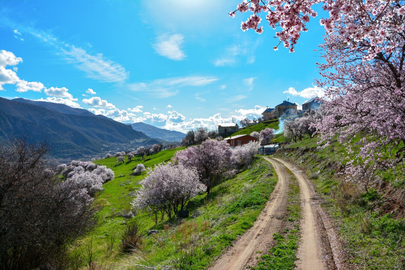 Nikon D7100 sample photo. Spring, almond trees, almond photography