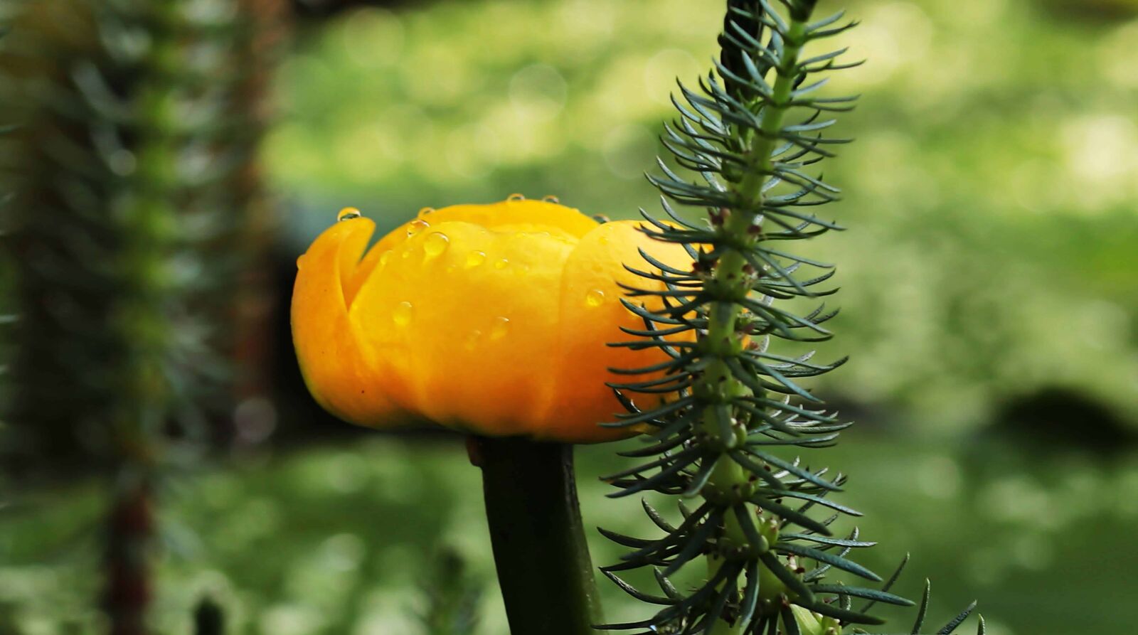 Canon EOS 80D sample photo. Nature, leaf, plant, flower photography