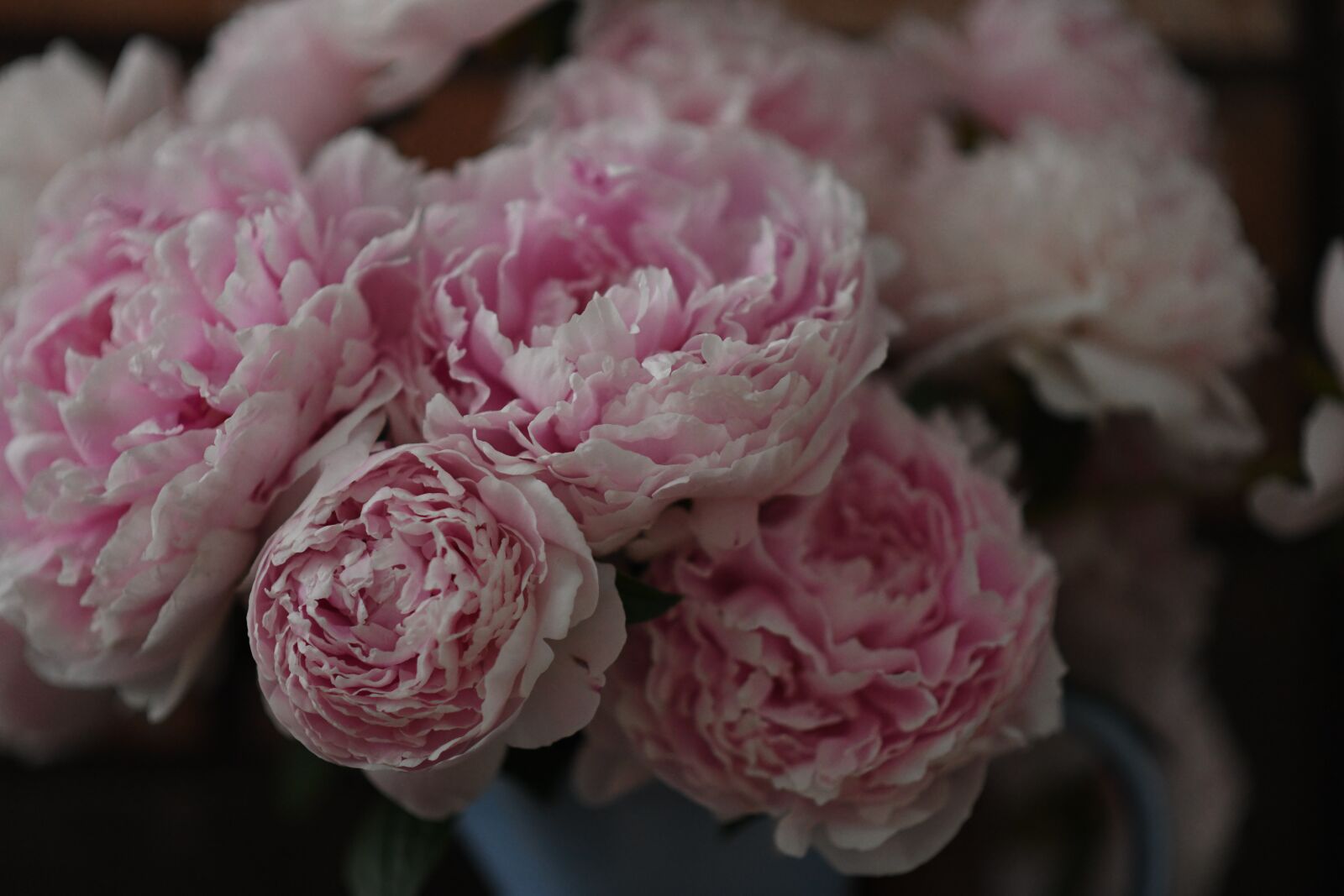 Nikon D850 sample photo. Peony, pink, flower photography