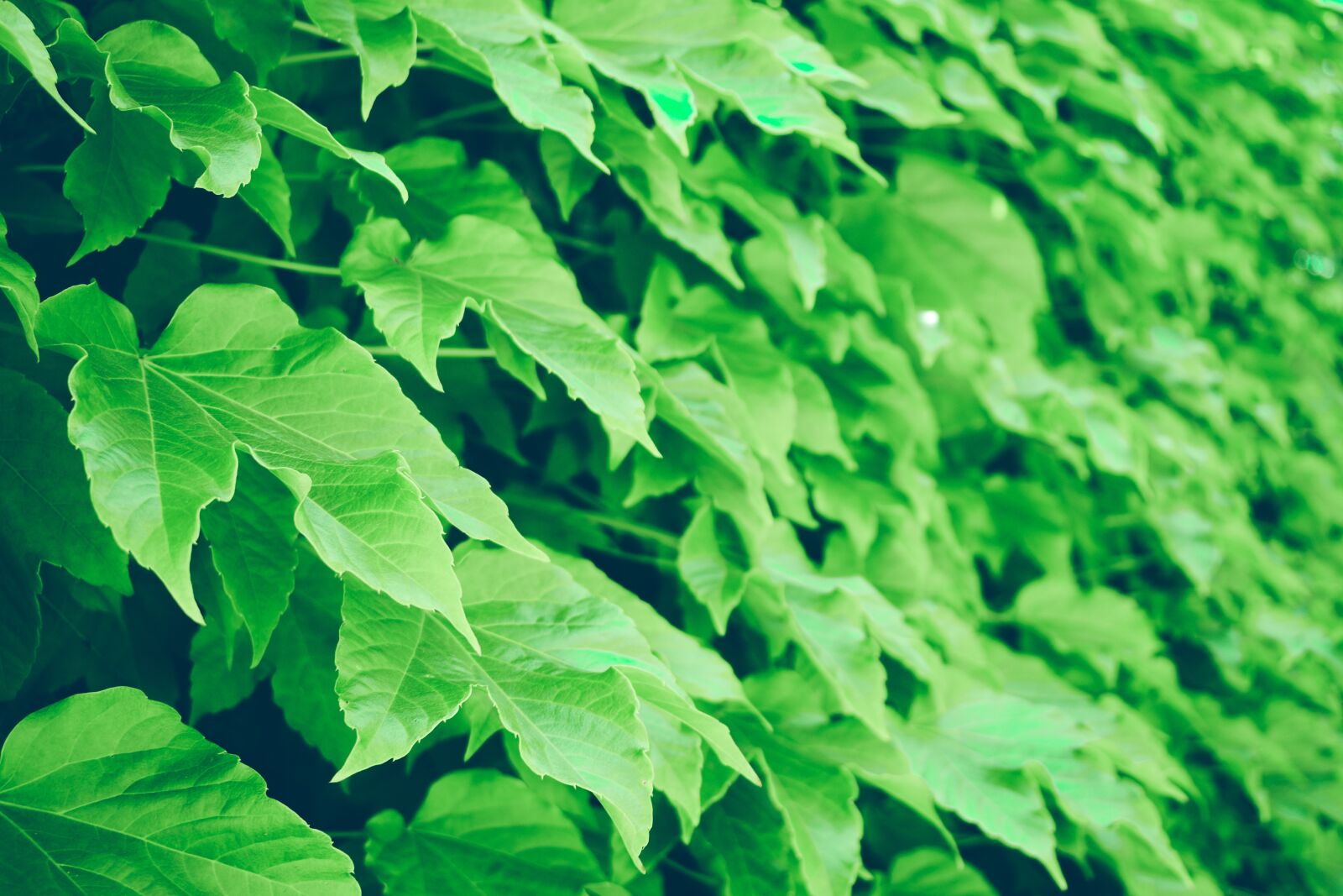 Nikon D5600 sample photo. Leaves, texture, pattern photography