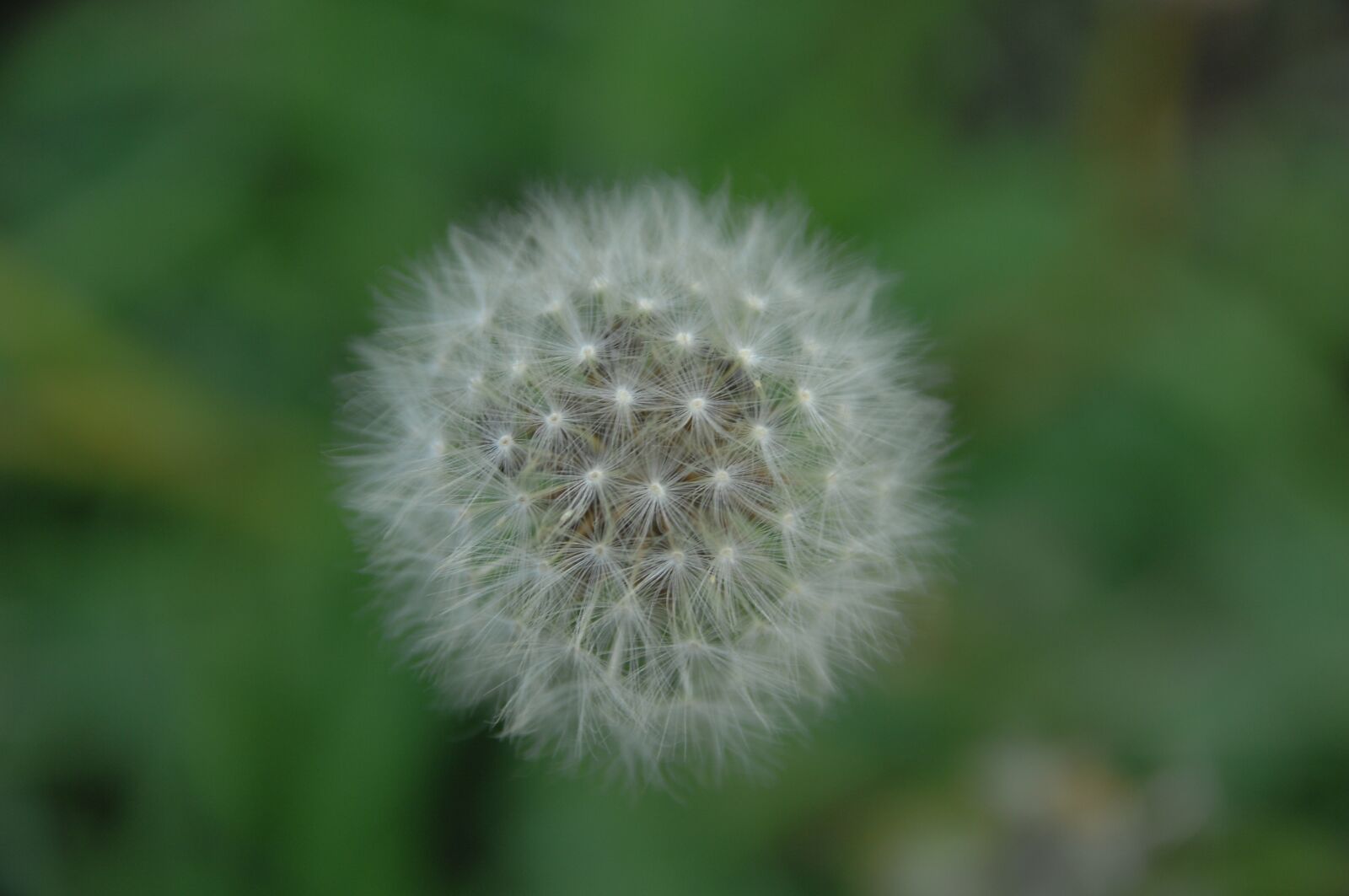 Nikon D2Xs sample photo. Dandelion, mr hall, seeds photography