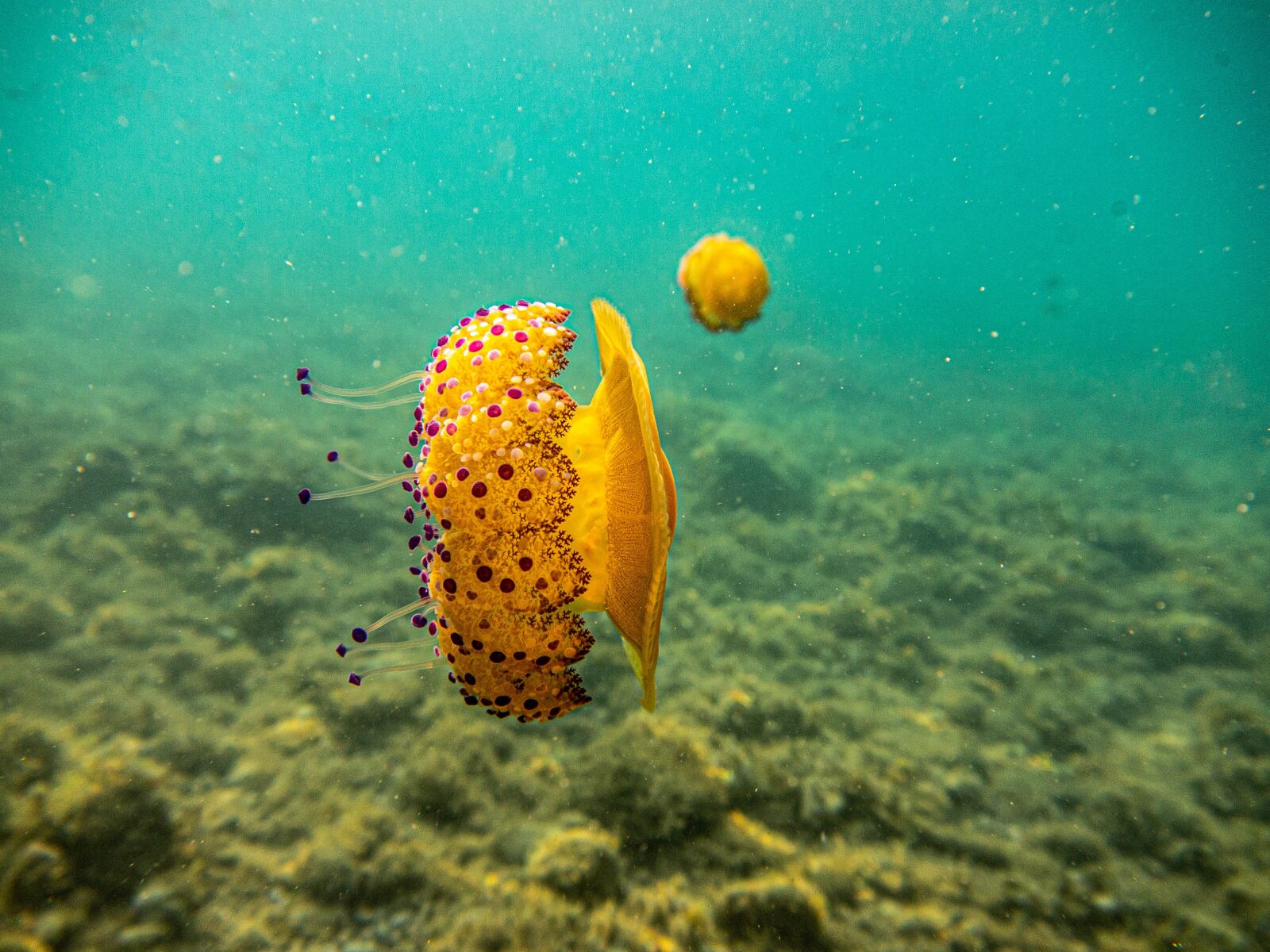 Panasonic Lumix DMC-GF3 sample photo. Jellyfish, underwater, ocean photography