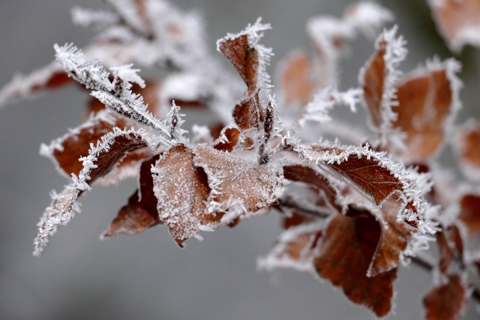 Panasonic Lumix DMC-FZ1000 sample photo. Leaves, eiskristalle, hoarfrost photography