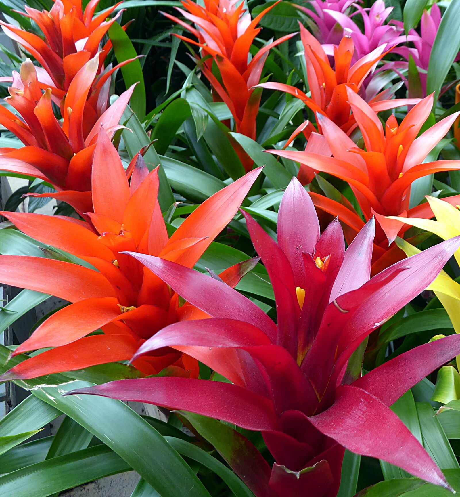 Panasonic Lumix DMC-ZS50 (Lumix DMC-TZ70) sample photo. Flower, guzmania, bromeliads photography