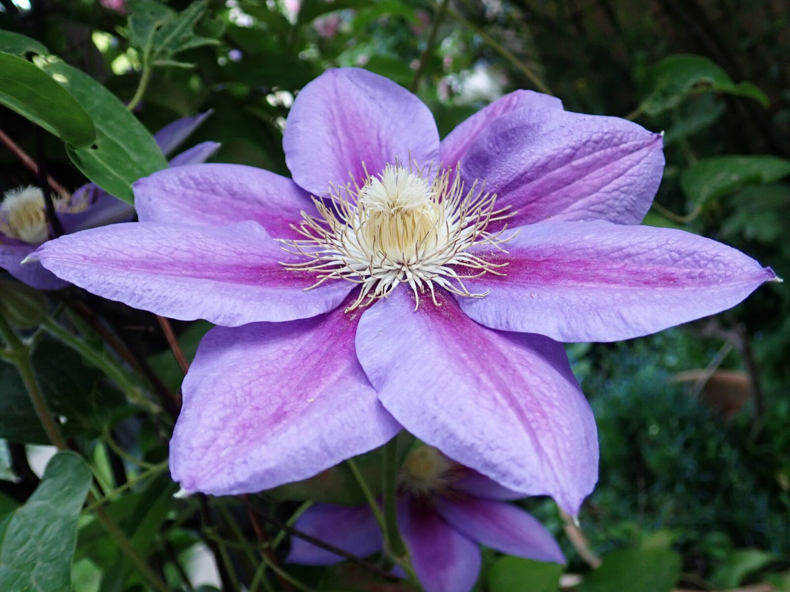 Olympus TG-5 sample photo. Flower, clematis, climbing photography