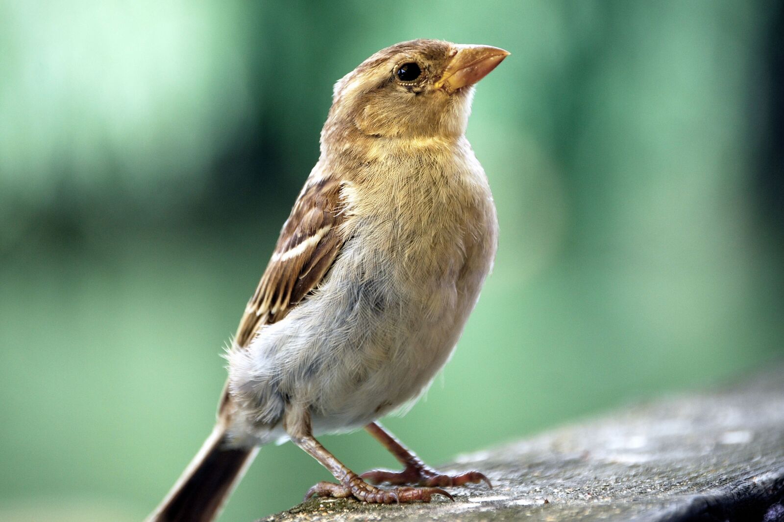 Nikon D40X sample photo. Sparrow, sperling, bird photography