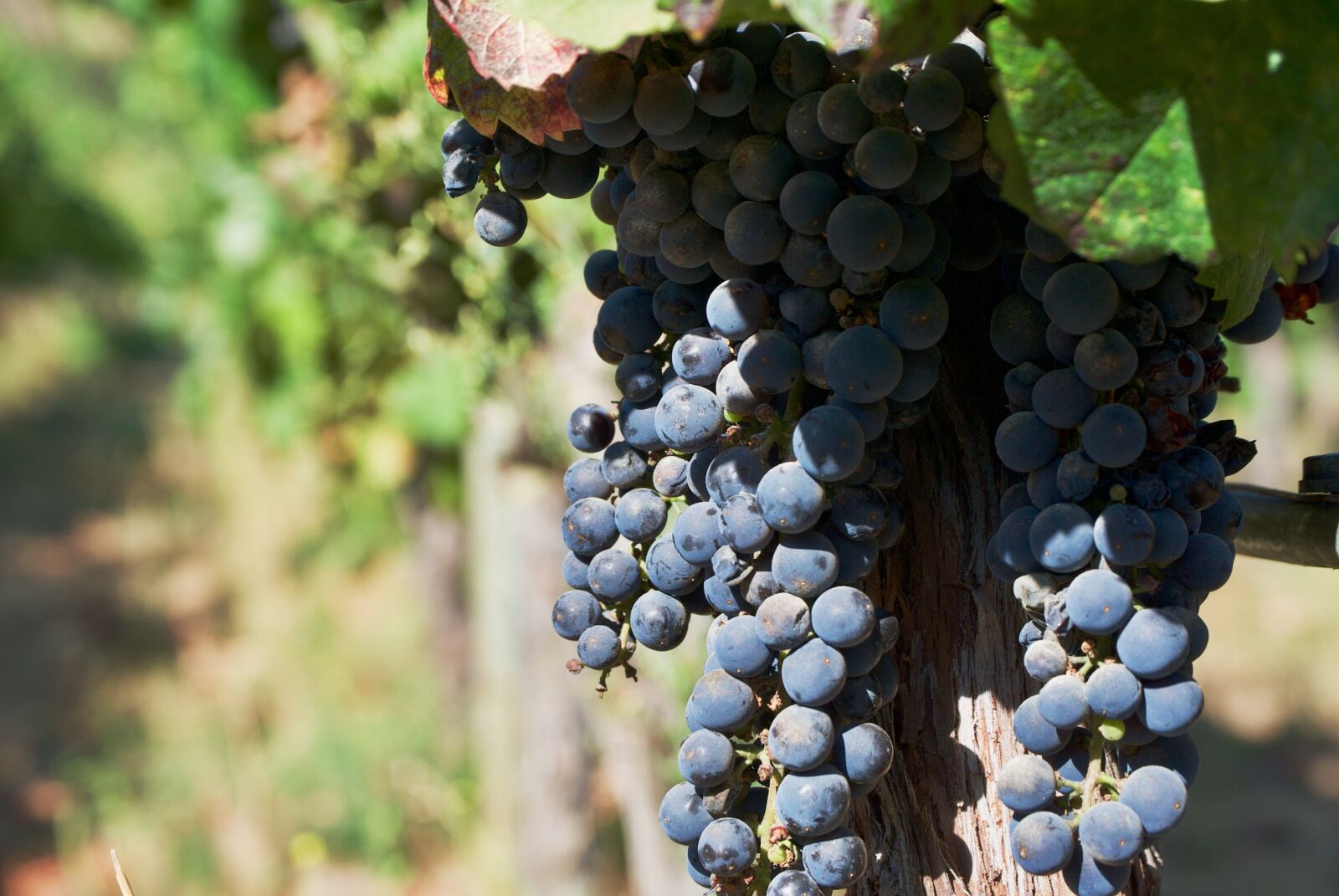 Nikon D3000 sample photo. Wine, grapes, vineyard photography