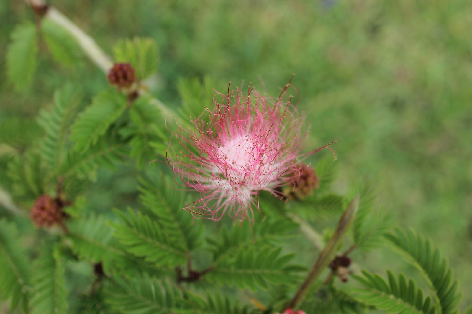Canon EOS 600D (Rebel EOS T3i / EOS Kiss X5) sample photo. Nature, summer, plant photography