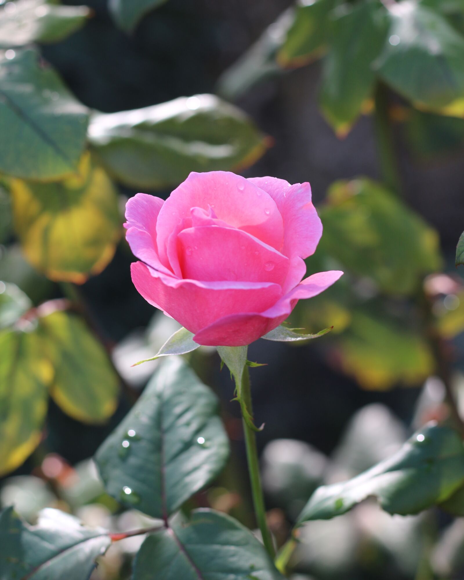 Canon EF 50mm F1.8 STM sample photo. Pink rose, rose, pink photography