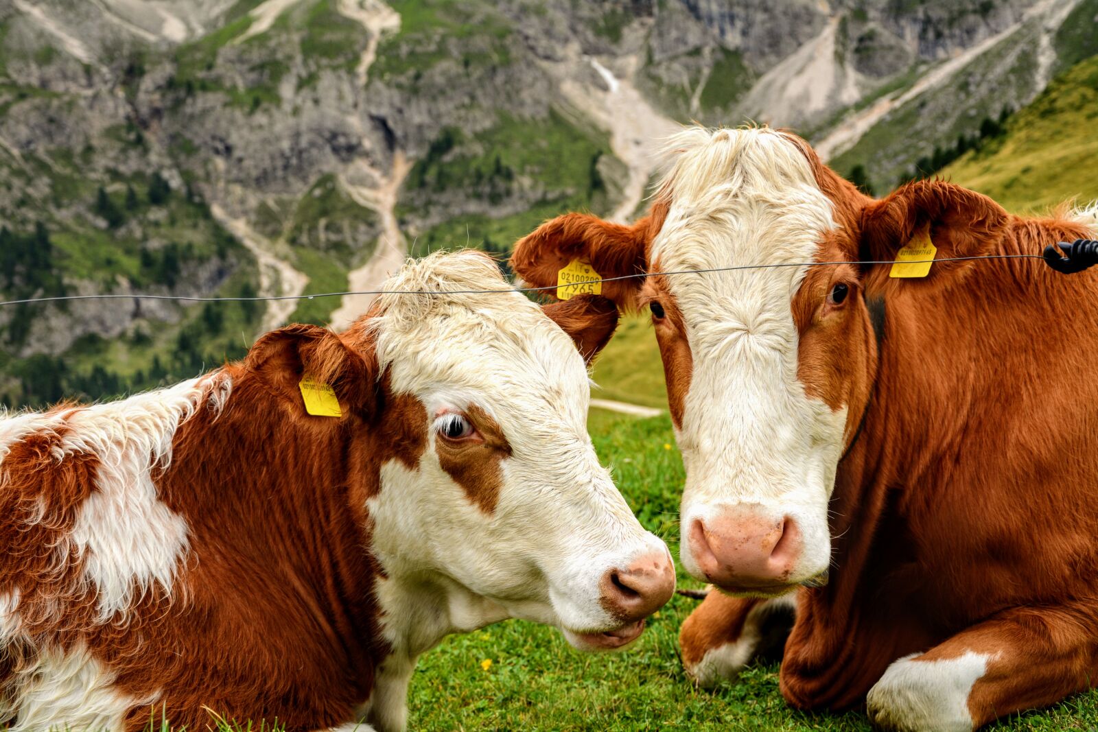 Nikon D7100 sample photo. Couple, cows, cattle photography