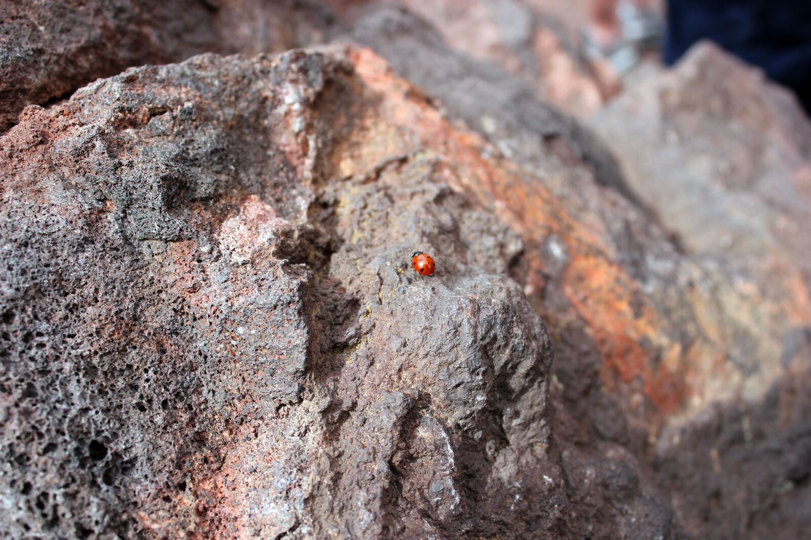 Canon EOS 550D (EOS Rebel T2i / EOS Kiss X4) sample photo. Volcano, volcanic rock, insect photography