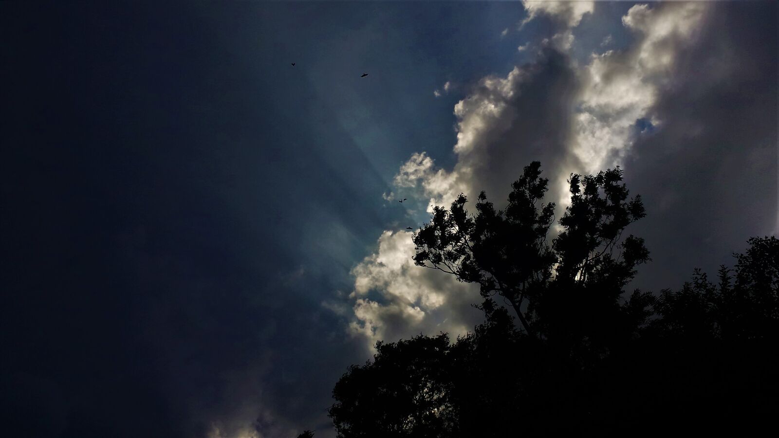 Samsung Galaxy S4 sample photo. Sunrays, trees, sunset photography