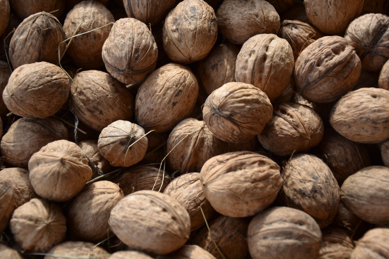 Nikon D3100 sample photo. Walnut, di lik r photography