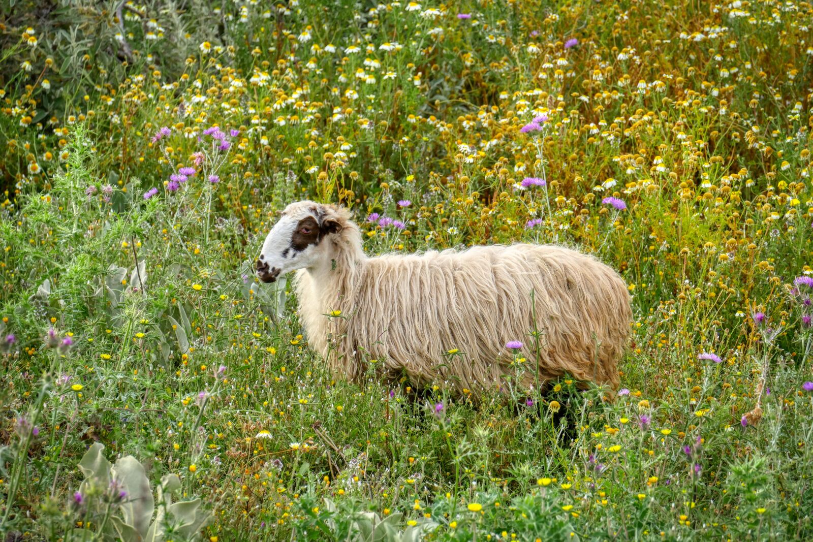 Panasonic Lumix DMC-GX8 sample photo. Sheep, flower meadow, graze photography